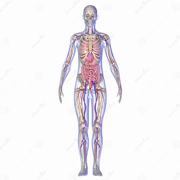 Human Anatomy Stock Illustration Image 47649158