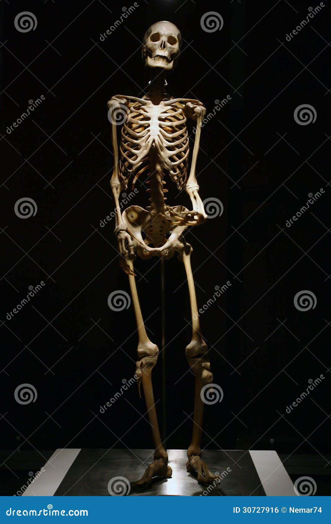 Human Anatomy Real Skeleton Royalty Free Stock Image - Image: 30727916
