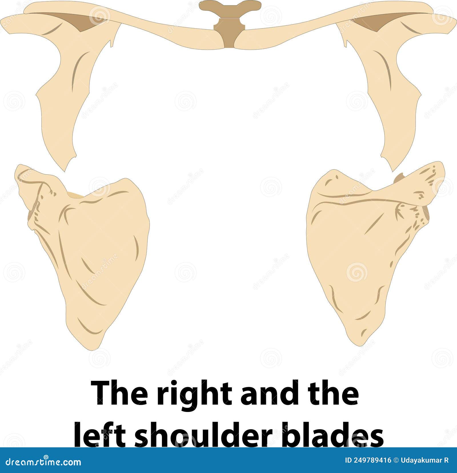 Human Anatomy. the Right and the Left Shoulder Blades Stock Vector ... Biology Diagrams