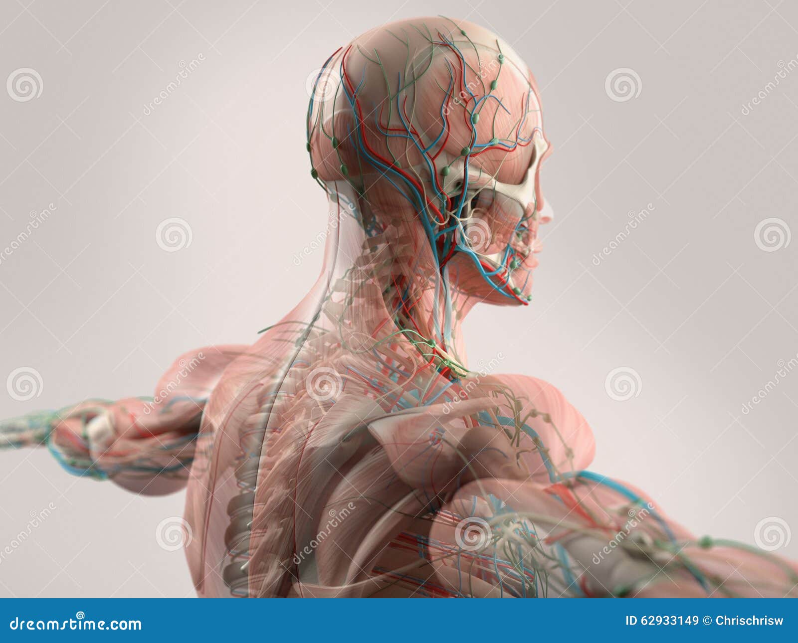 Human Anatomy Showing Face, Head, Shoulders and Back. Stock Illustration Illustration of head