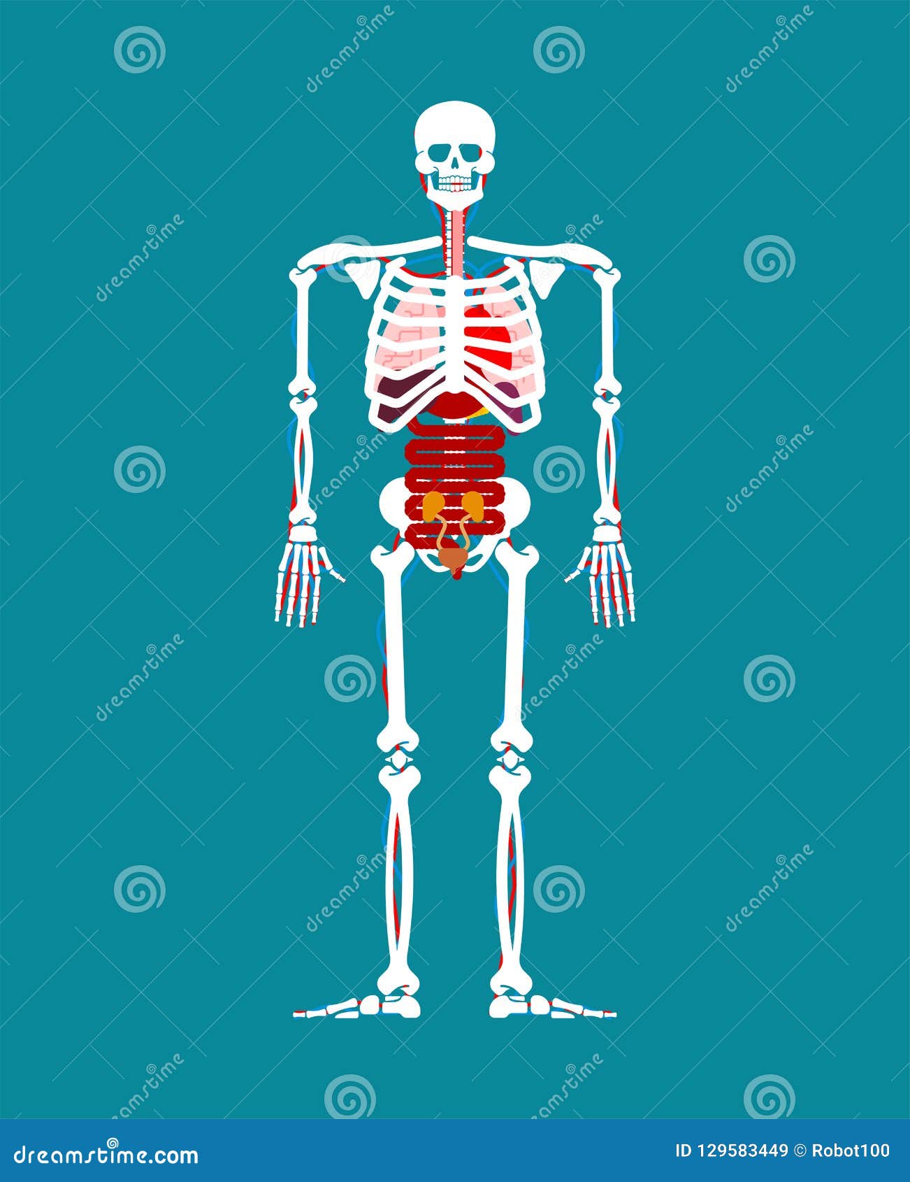 Internal Human Anatomy Chart