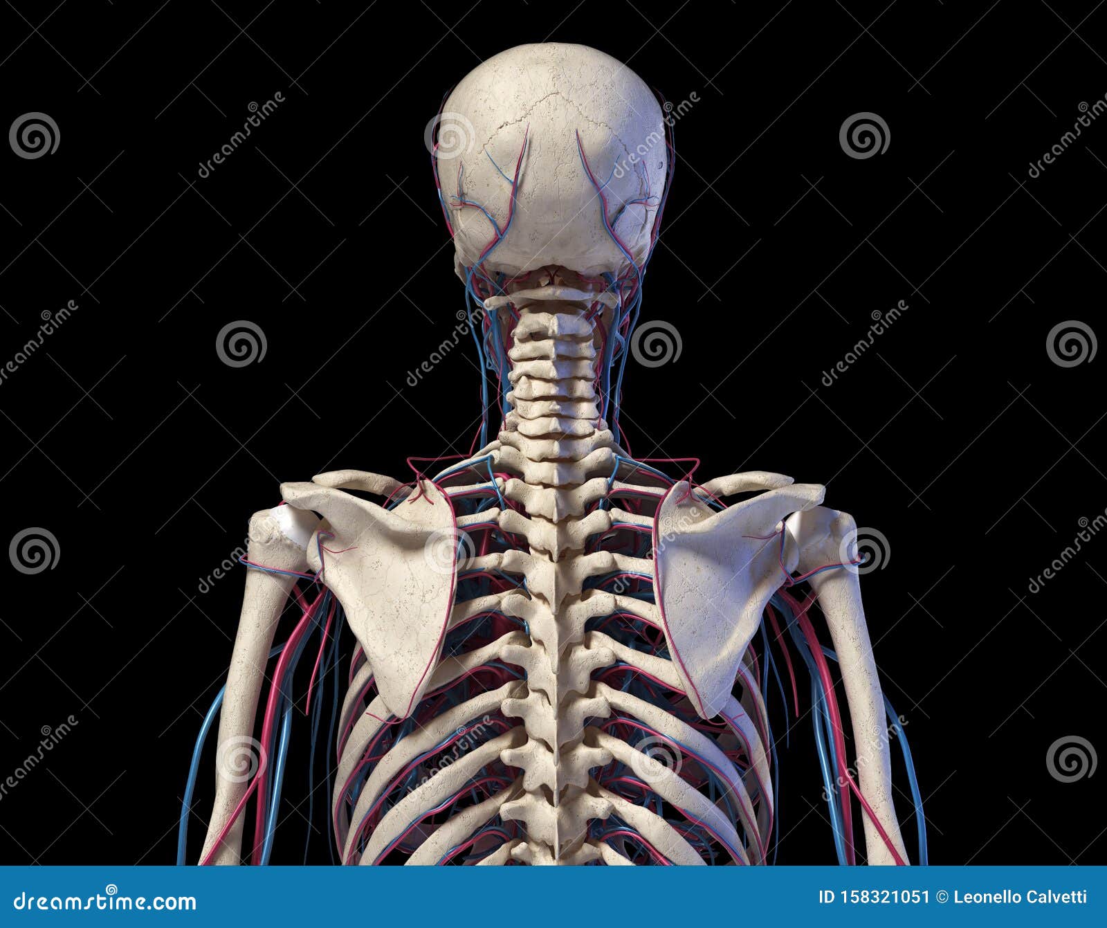 Human Torso Anatomy Skeleton With Veins And Arteries Back View Stock Illustration Illustration Of Generated Background 158321051