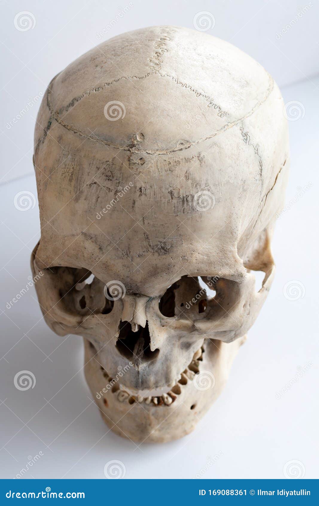længde følsomhed Dronning Human Anatomy. the Human Skull. Top View, Side View Stock Image - Image of  black, death: 169088361