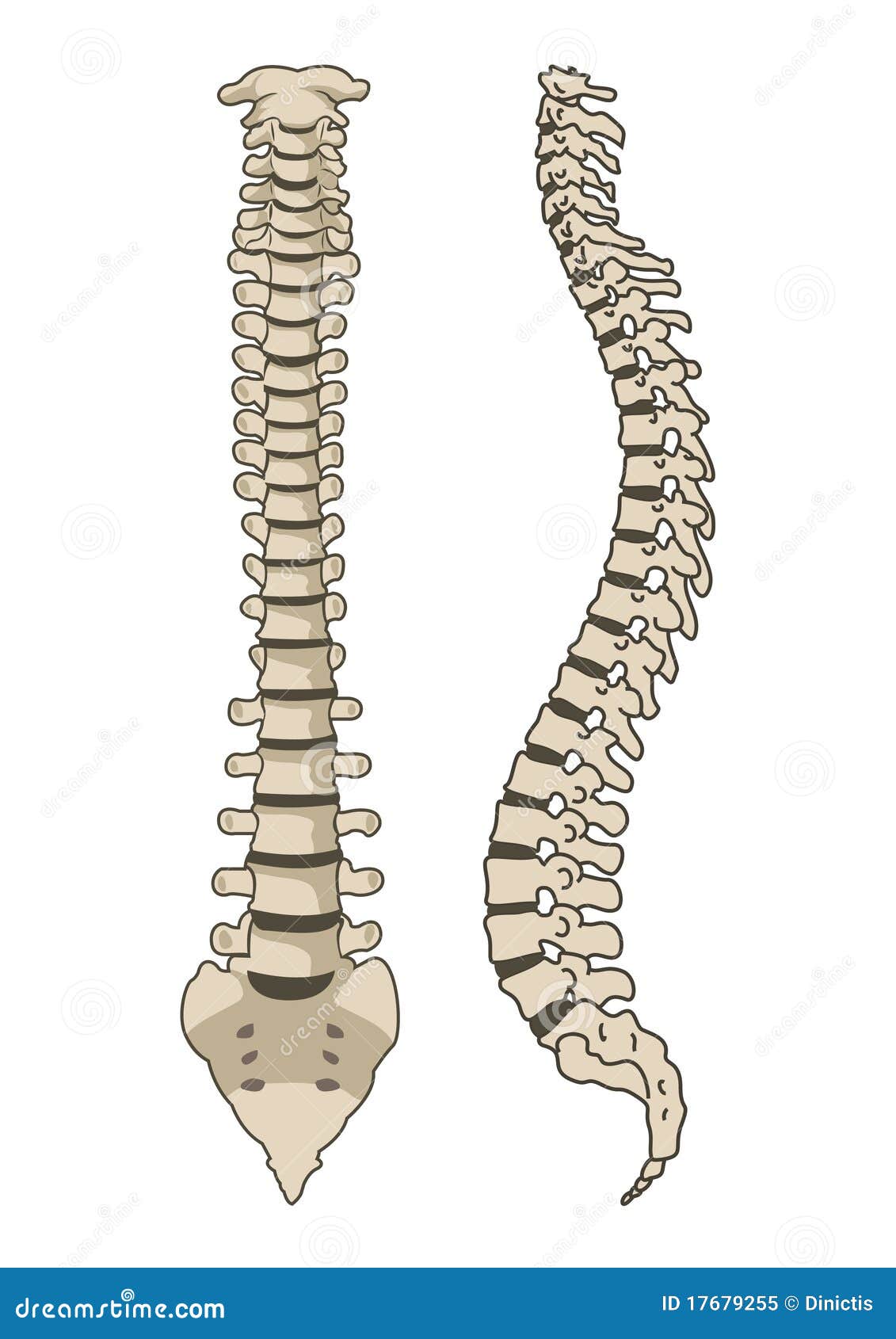 Human Anatomy Spine System Illustration 17679255 - Megapixl