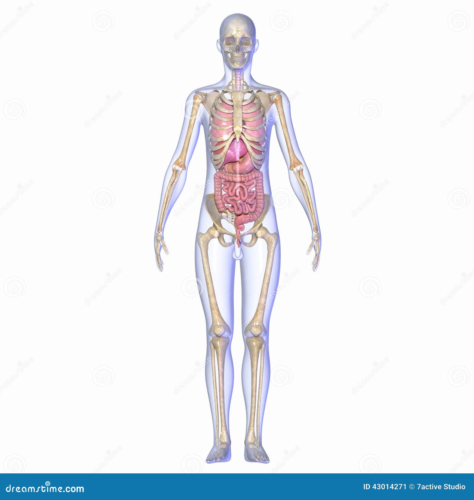 Human Anatomy stock illustration. Illustration of artery - 43014271 Human Anatomy stock illustration. Illustration of artery - 43014271