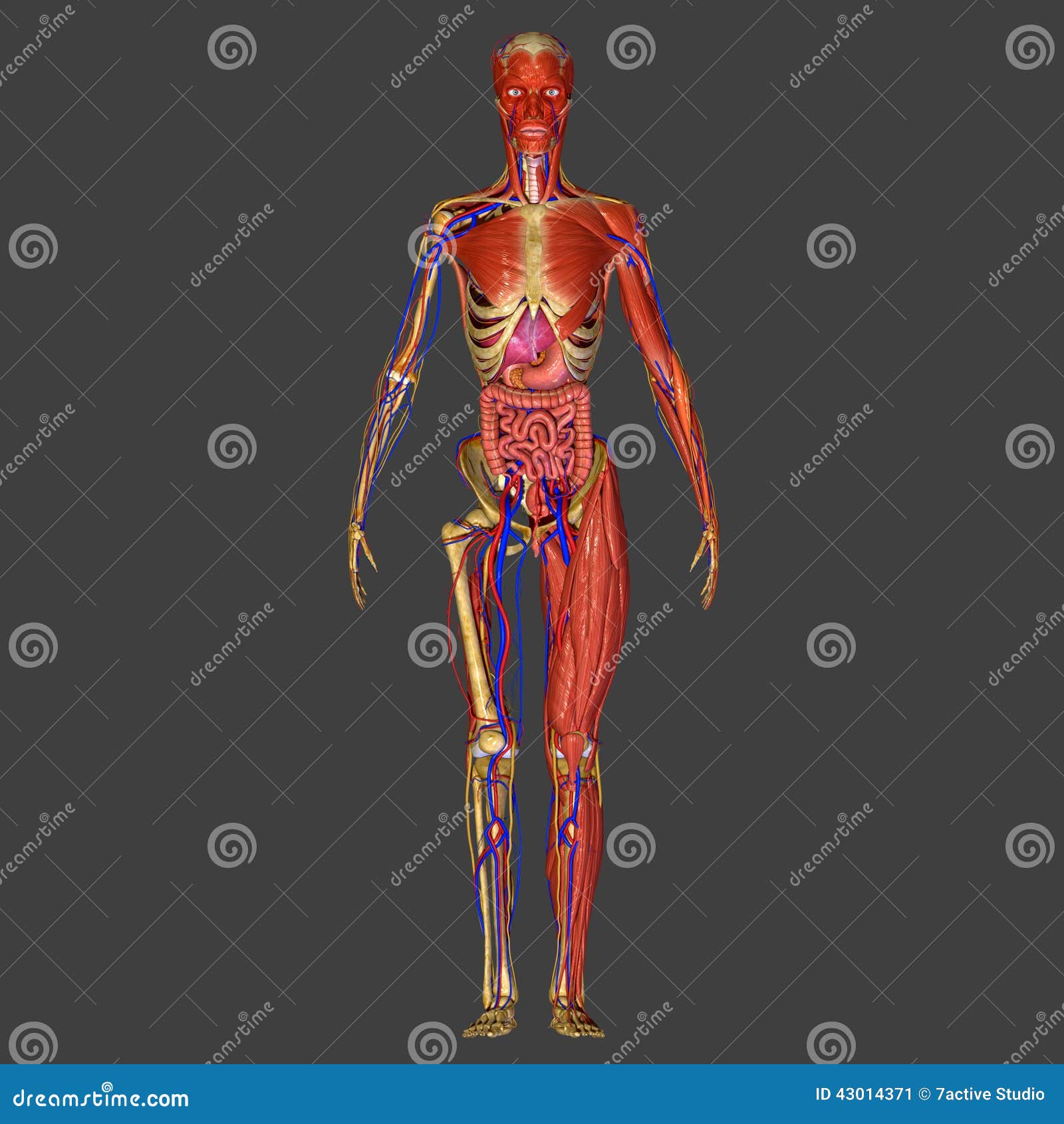 Human Anatomy stock illustration. Illustration of kidney - 43014371 Human Anatomy stock illustration. Illustration of kidney - 43014371