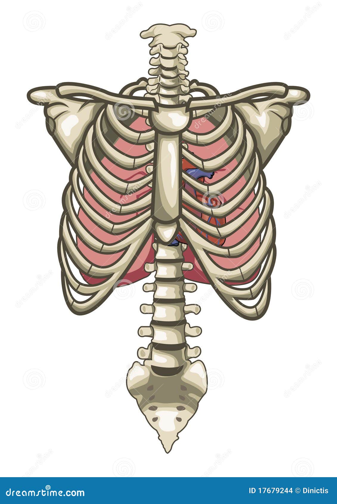 Human Anatomy Torso Skeleton Isolated White Stock Vector - Illustration