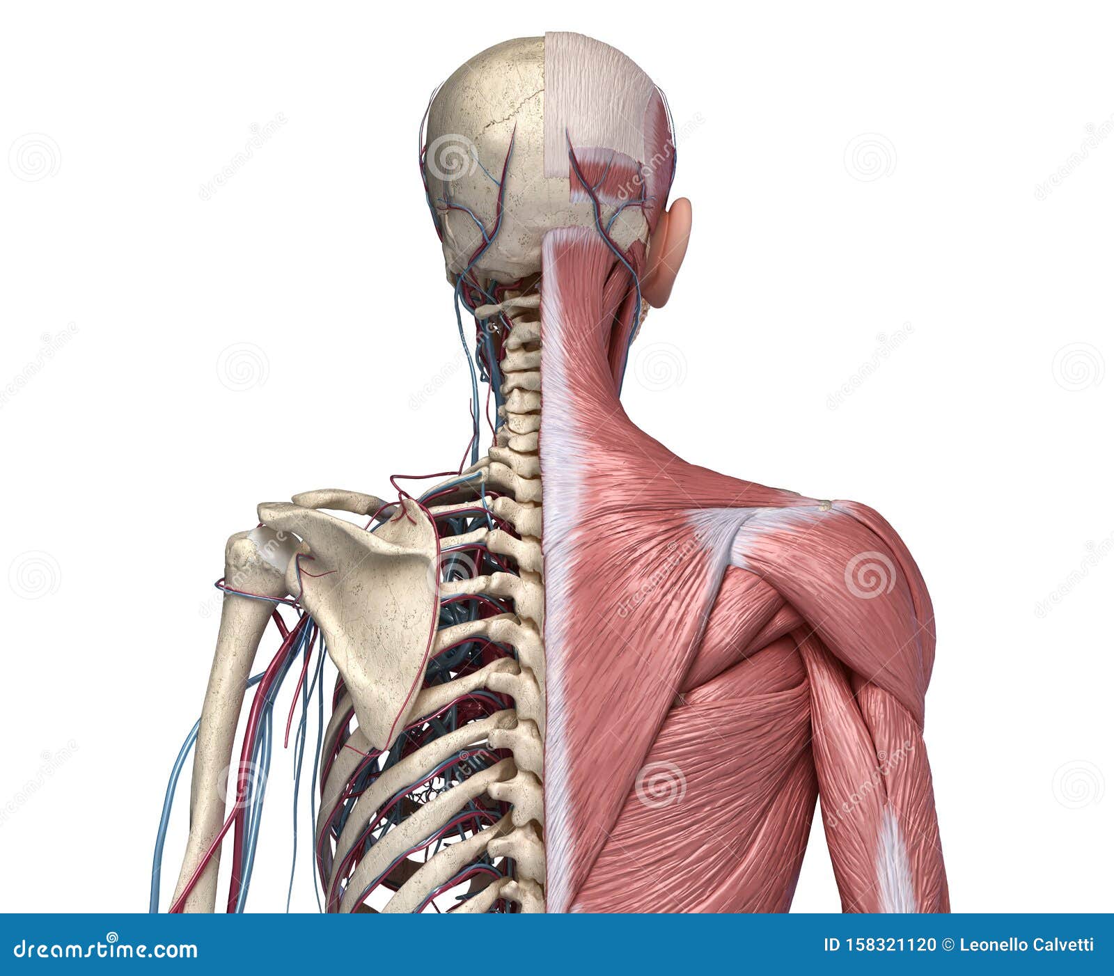 Anatomy Torso Stock Illustrations 6 116 Anatomy Torso Stock Illustrations Vectors Clipart Dreamstime