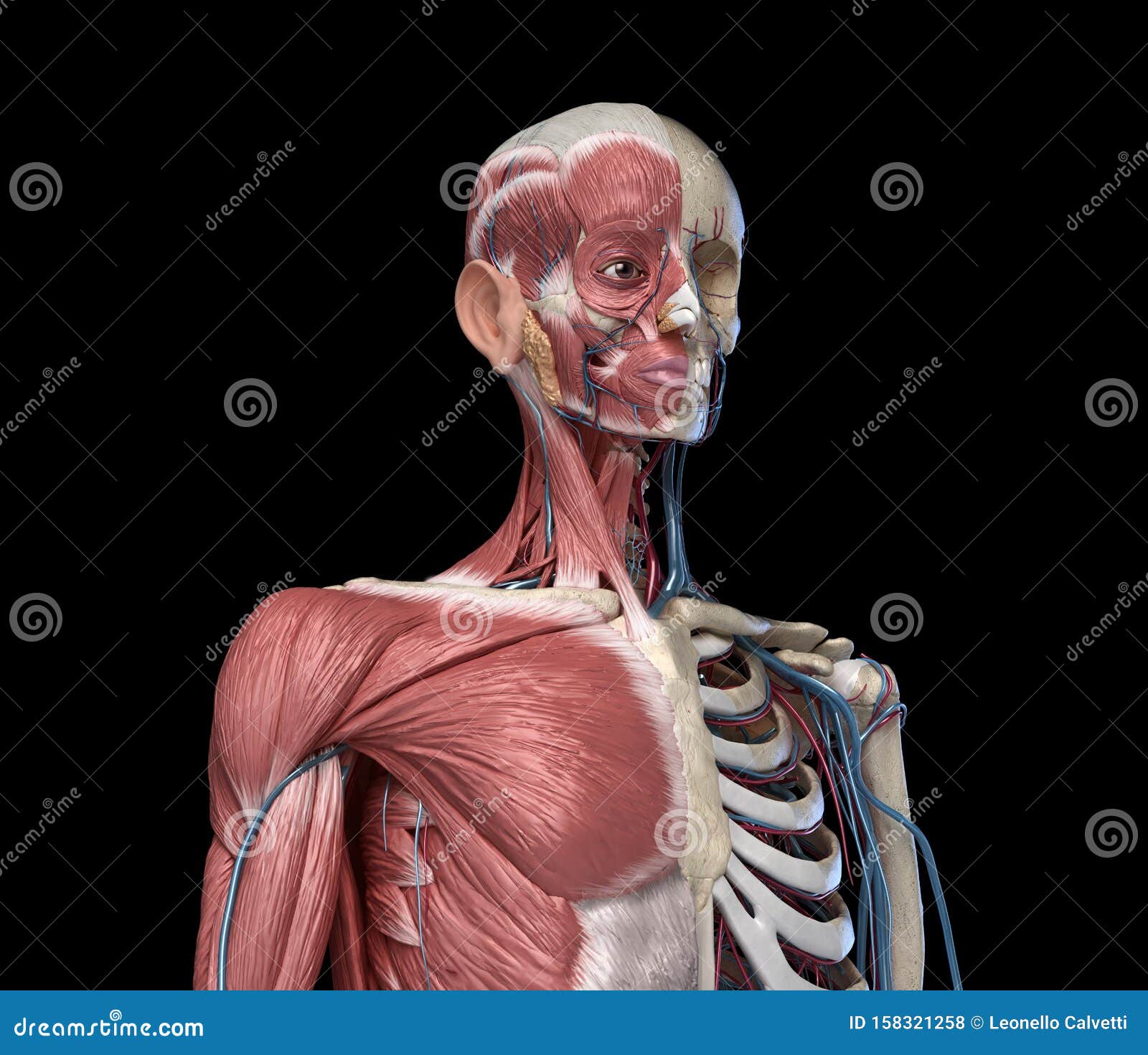 Human Torso Skeleton With Muscles Veins And Arteries Front