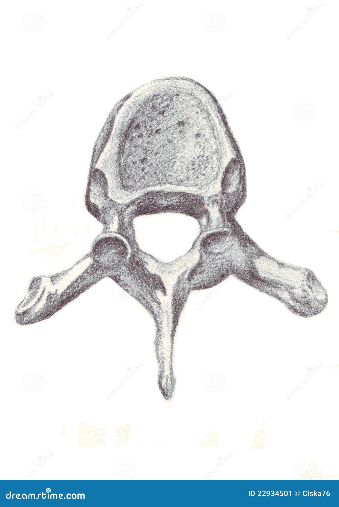 human anatomy - vertebra