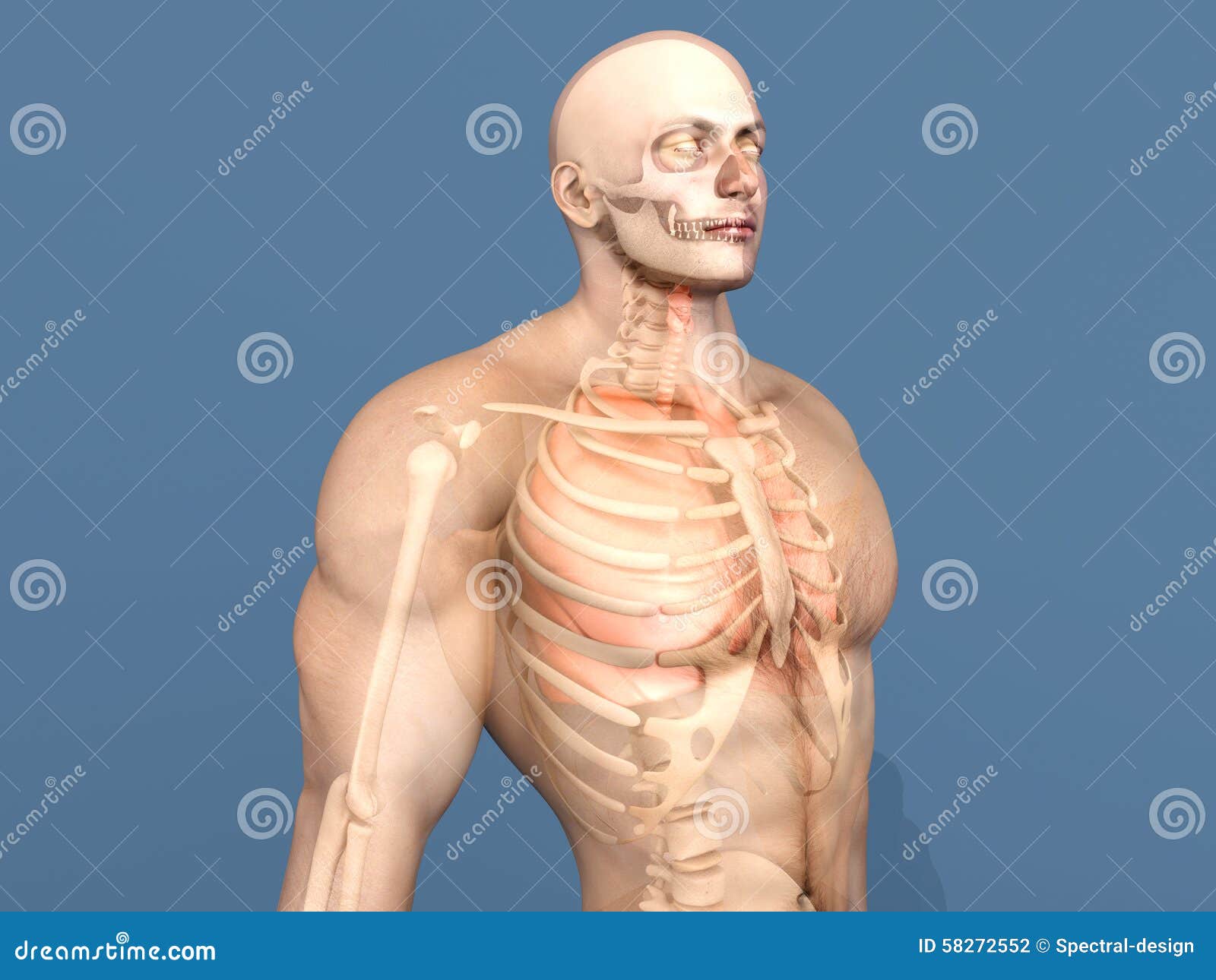 Human Anatomy Visualization - Internal Organs Stock Illustration