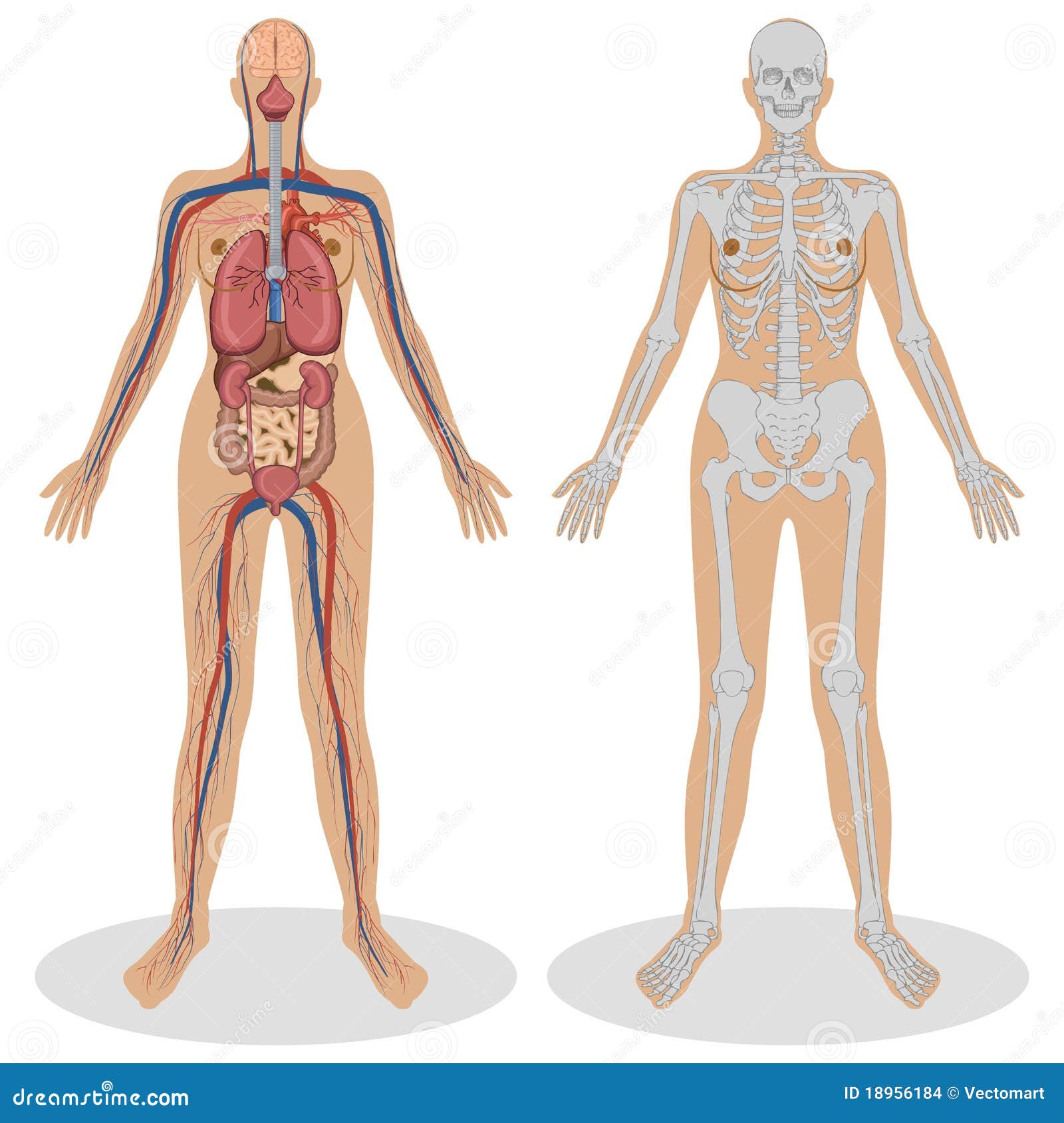 Human Anatomy of woman stock vector. Illustration of kidney - 18956184