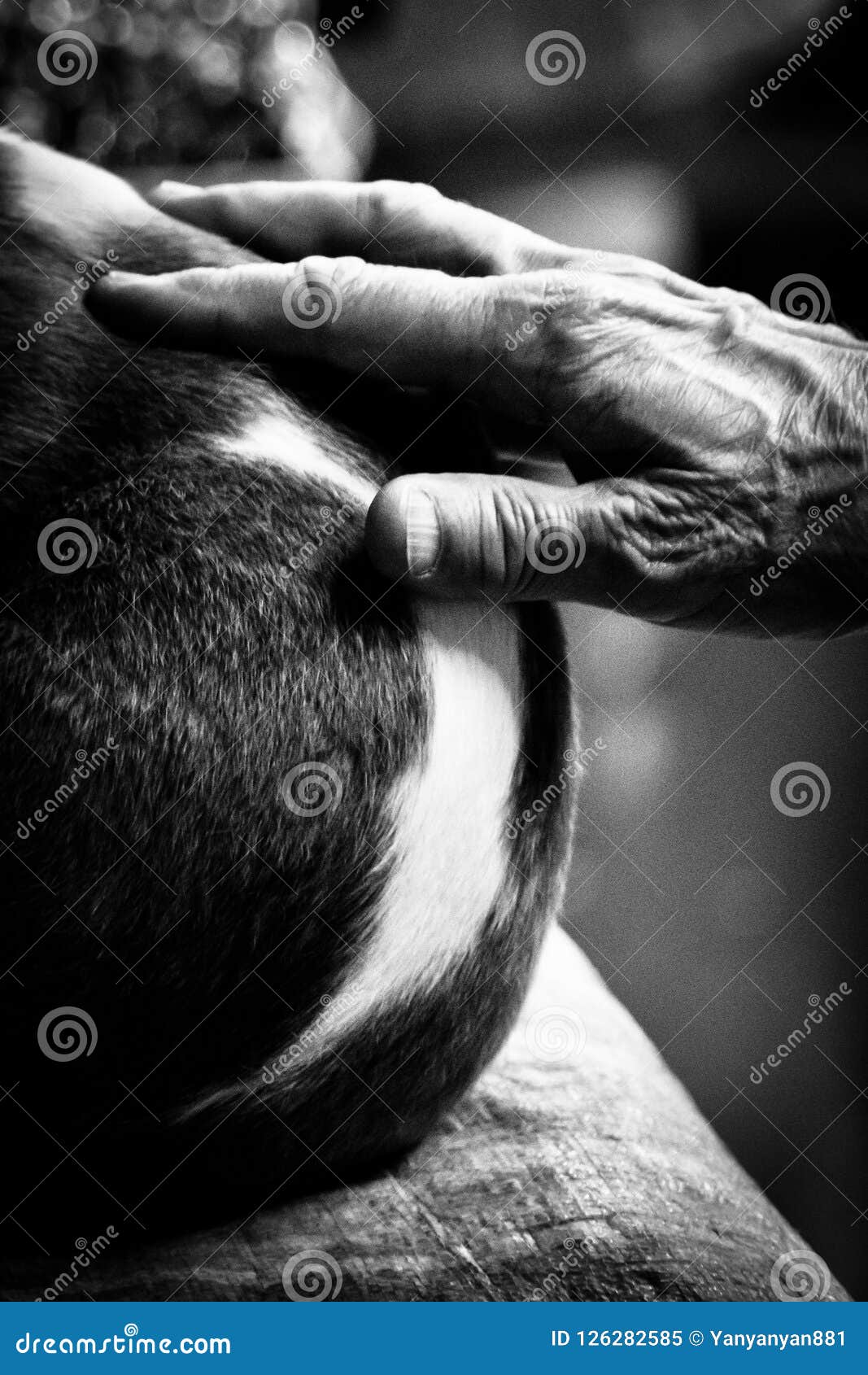 Human and Animal Relationship Stock Image - Image of black, hand: 126282585 Human and Animal Relationship Stock Image - Image of black, hand: 126282585