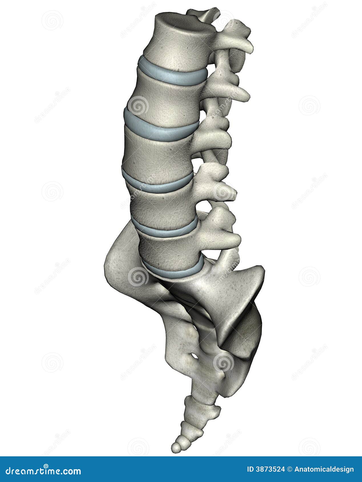 human anterior oblique lumbosacral spine