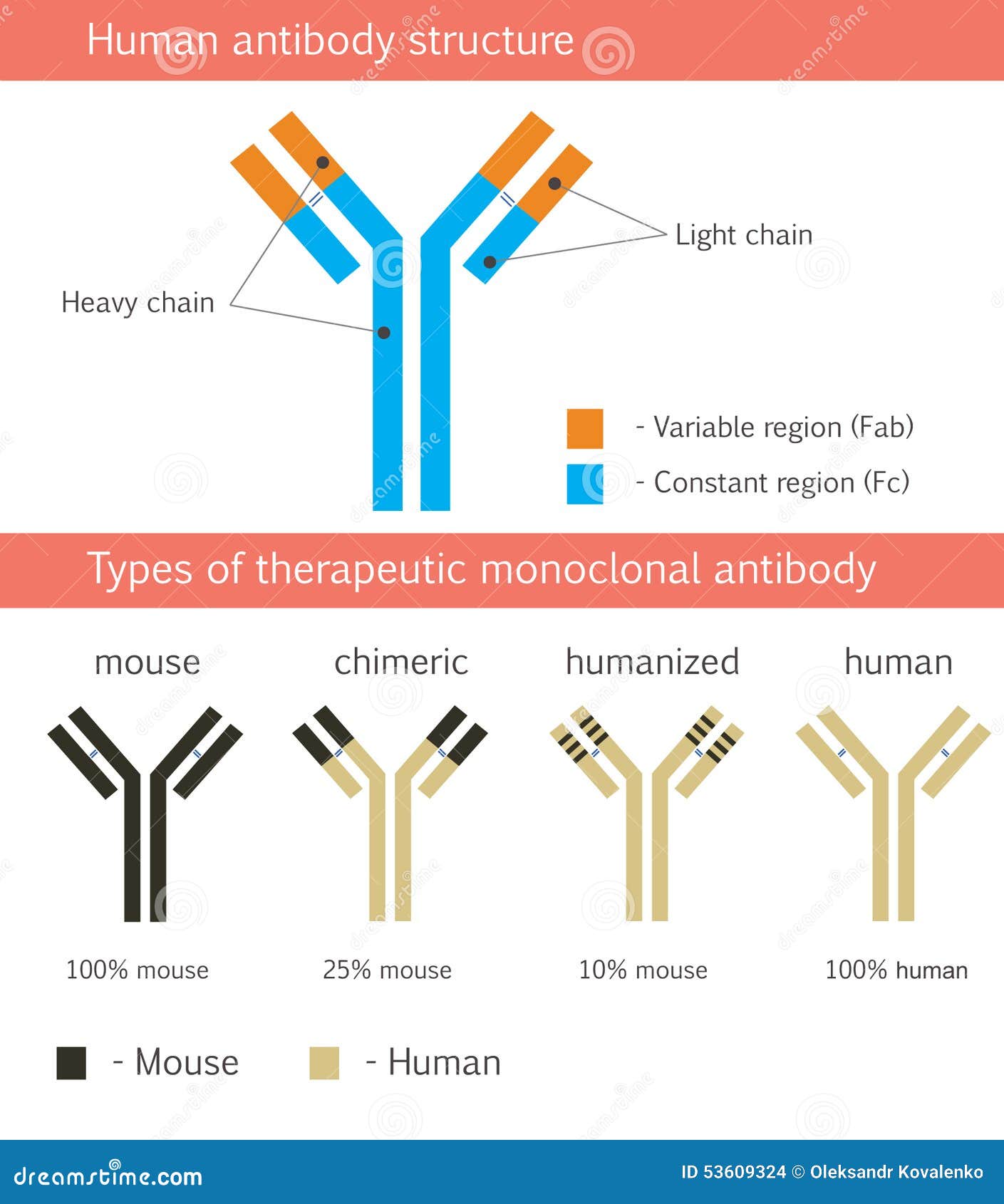 human antibody structure with therapeutic monoclonal antibodies
