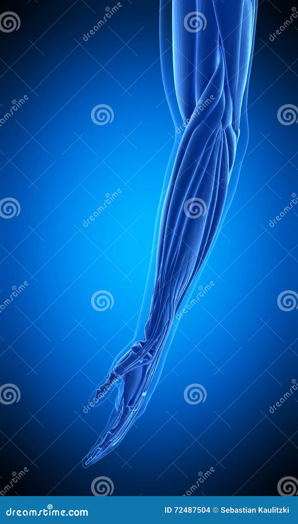 The human arm muscle stock illustration. Illustration of ...