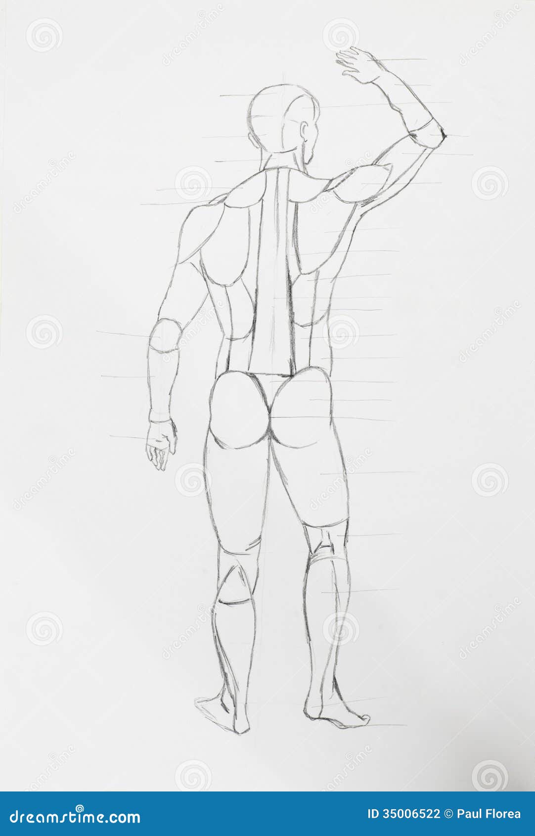 Leopold Reuther - Anatomical drawing of a human back