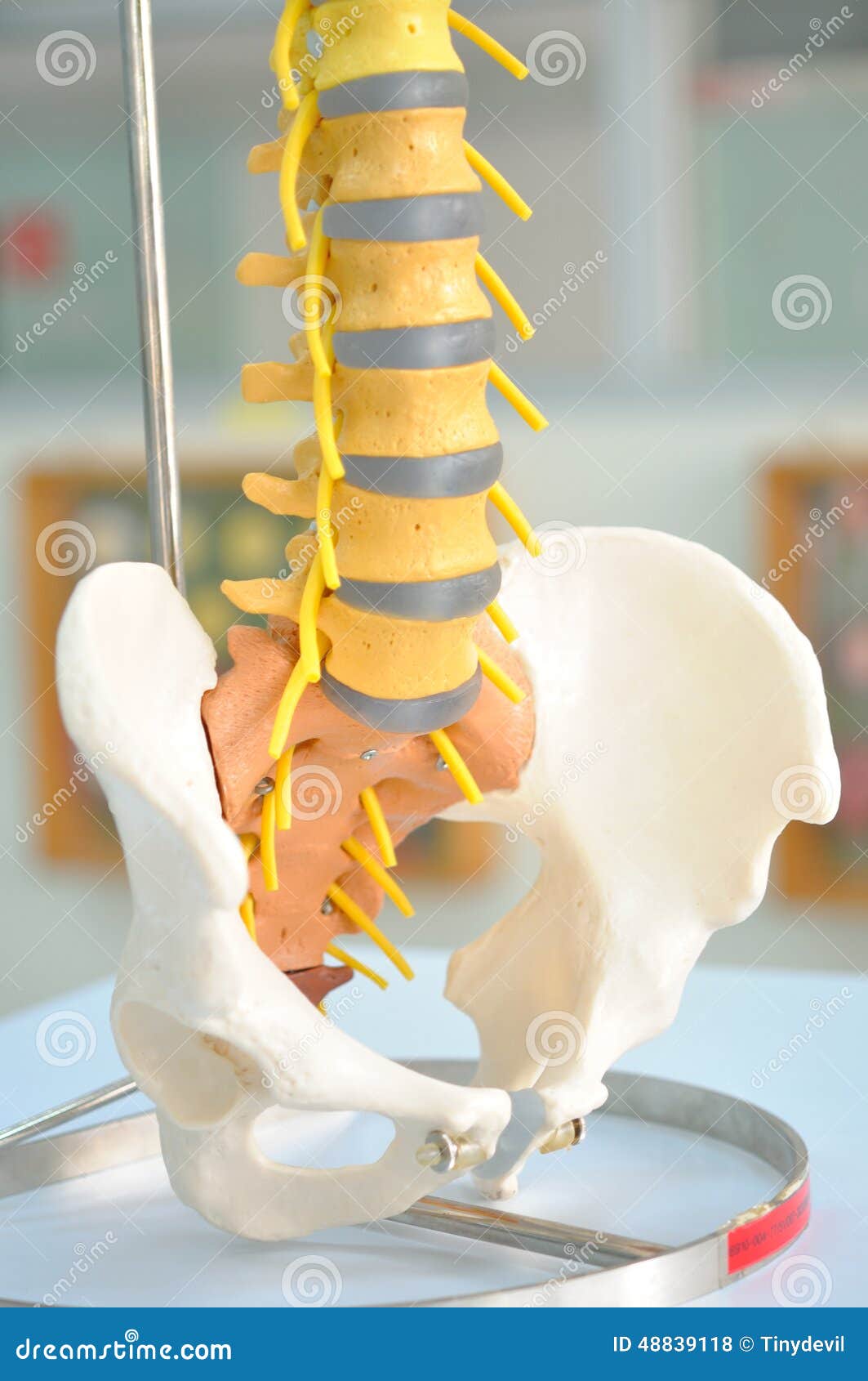 Human back bone model stock photo. Image of body, pain - 48839118