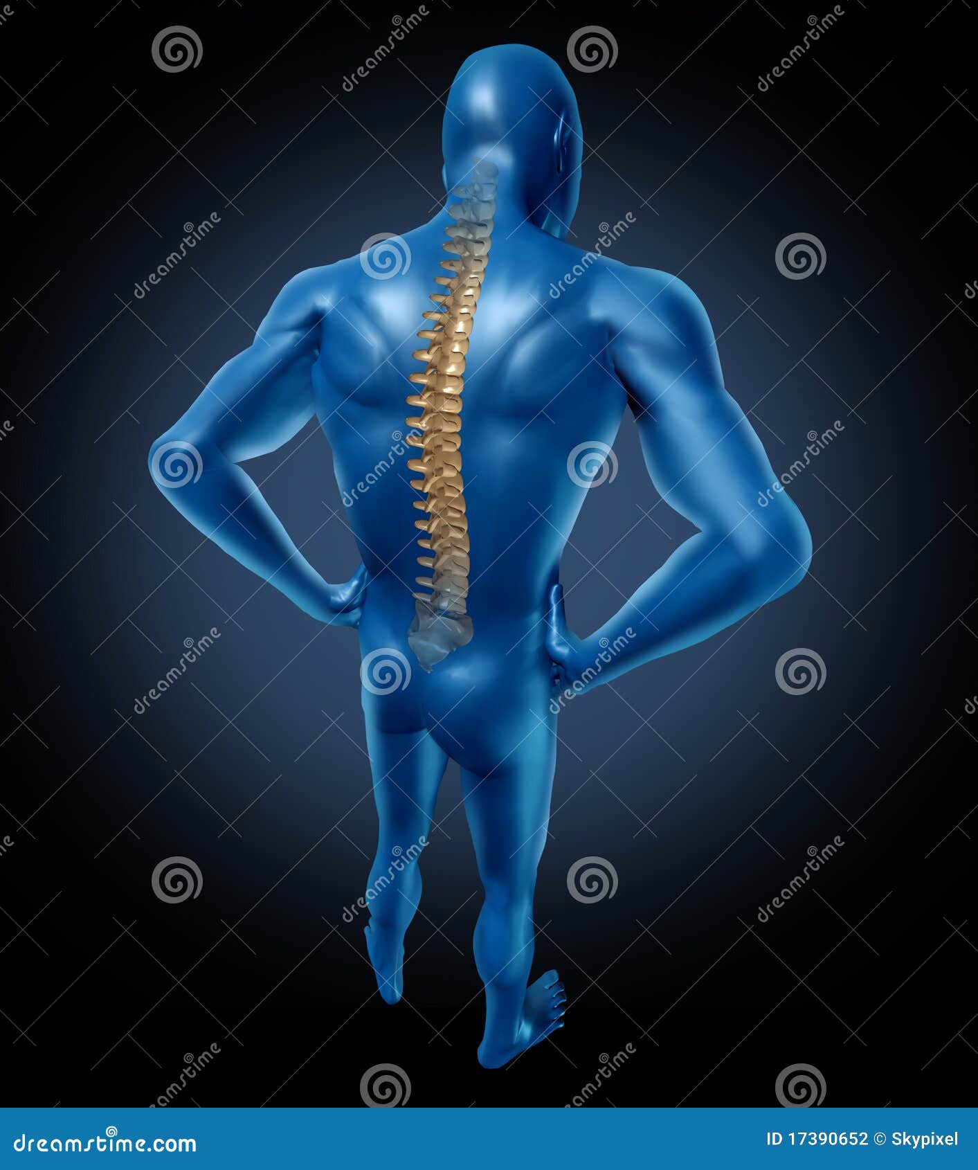 Spine Posture Stock Illustrations – 6,866 Spine Posture Stock