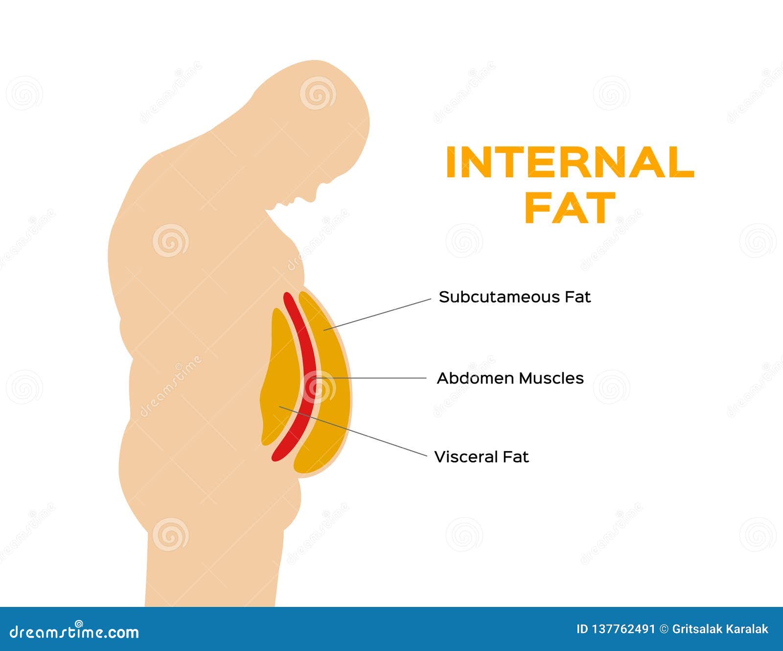 human belly and abdomen fat layer / subcutaneous and visceral fat