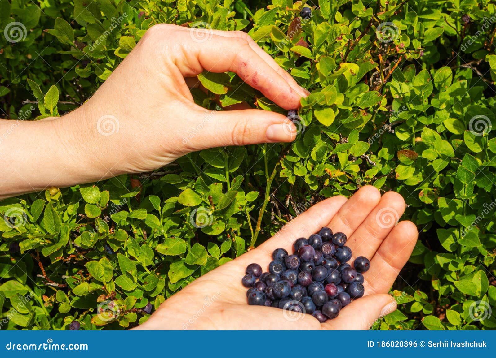 Fruits of Bilberries in the Palms Stock Photo Image of bush, fruit