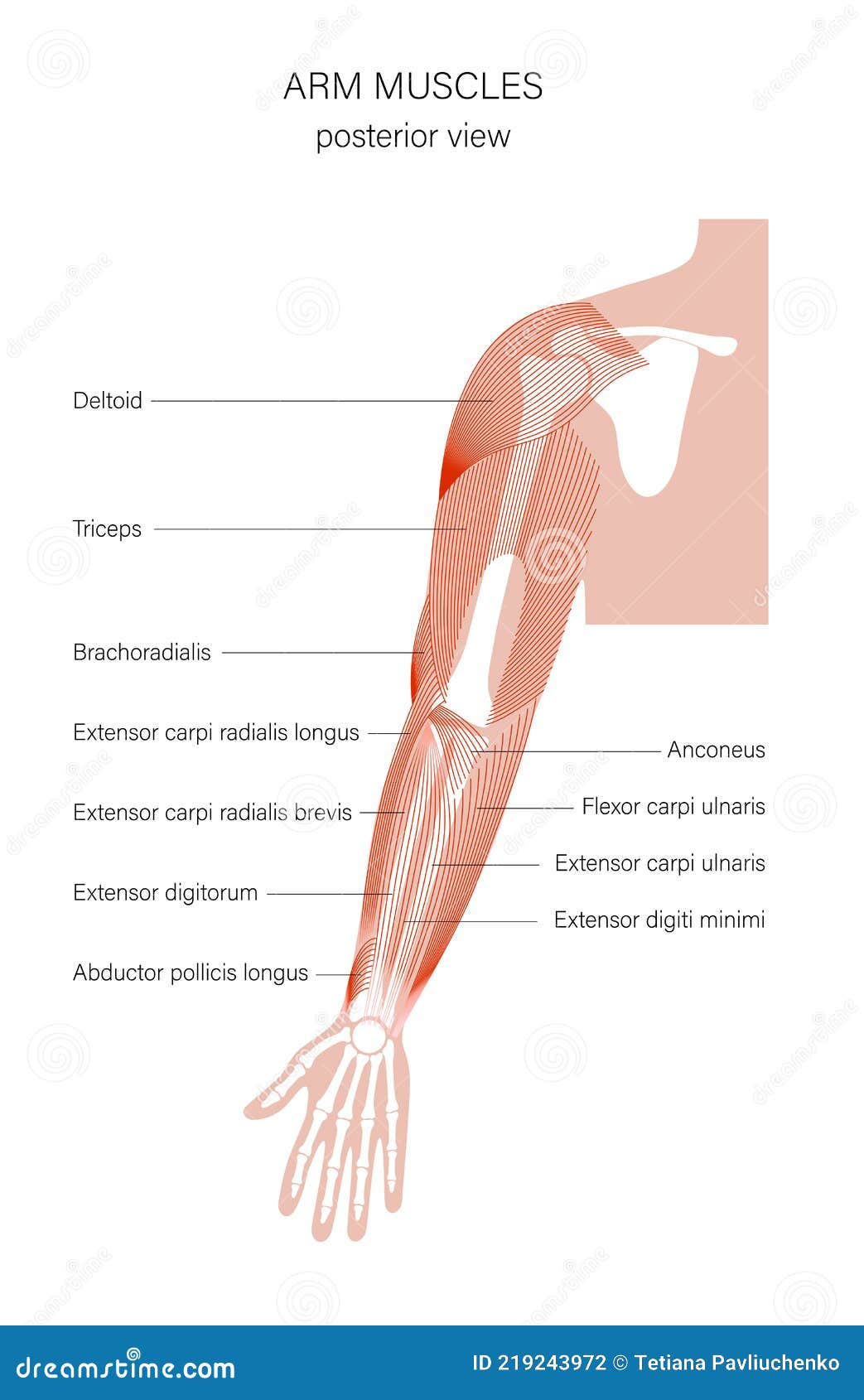 Muscular system arms stock vector. Illustration of outline - 219243972