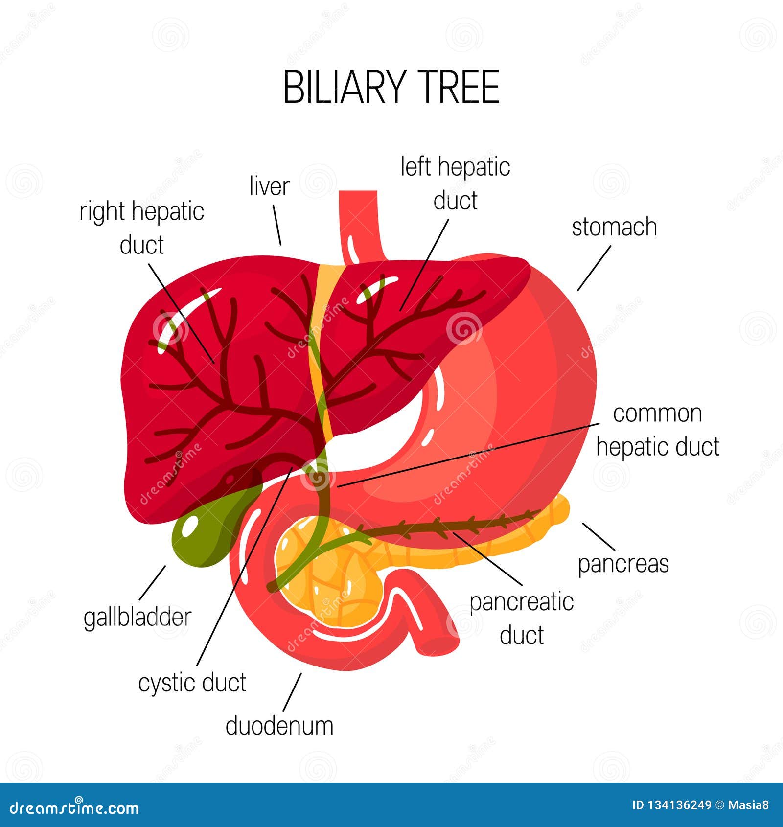 Human Bile Duct, Flat Medical Vector Illustration Stock Vector ...