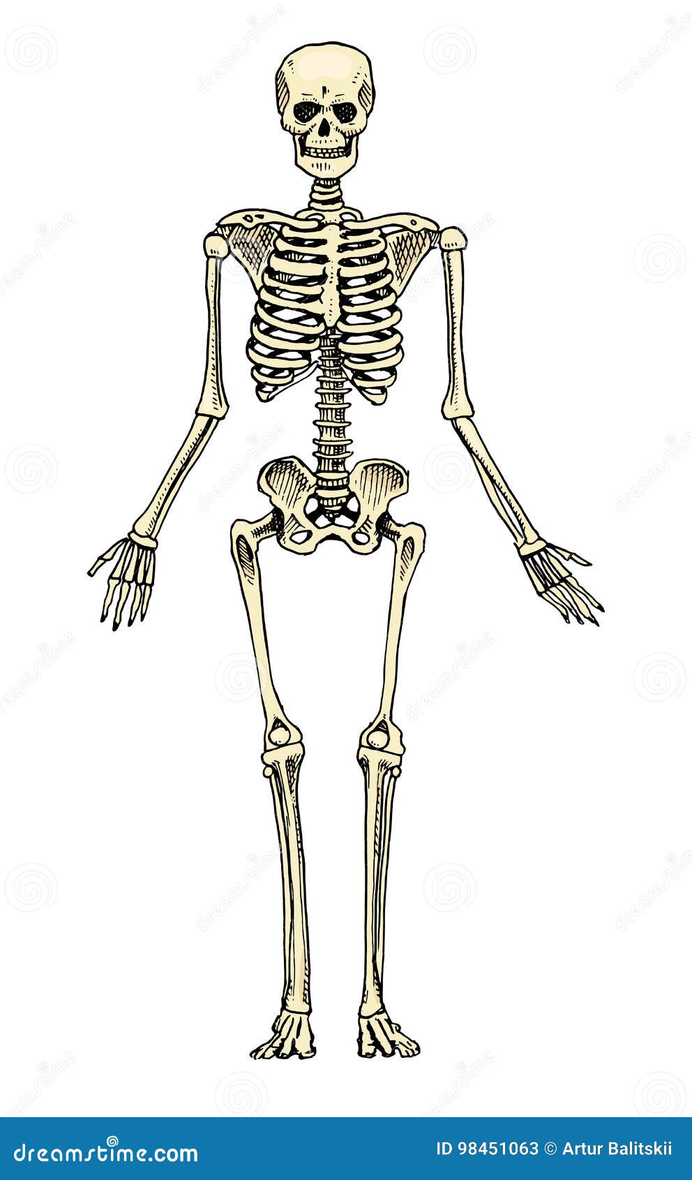 Update 155+ human body skeleton sketch