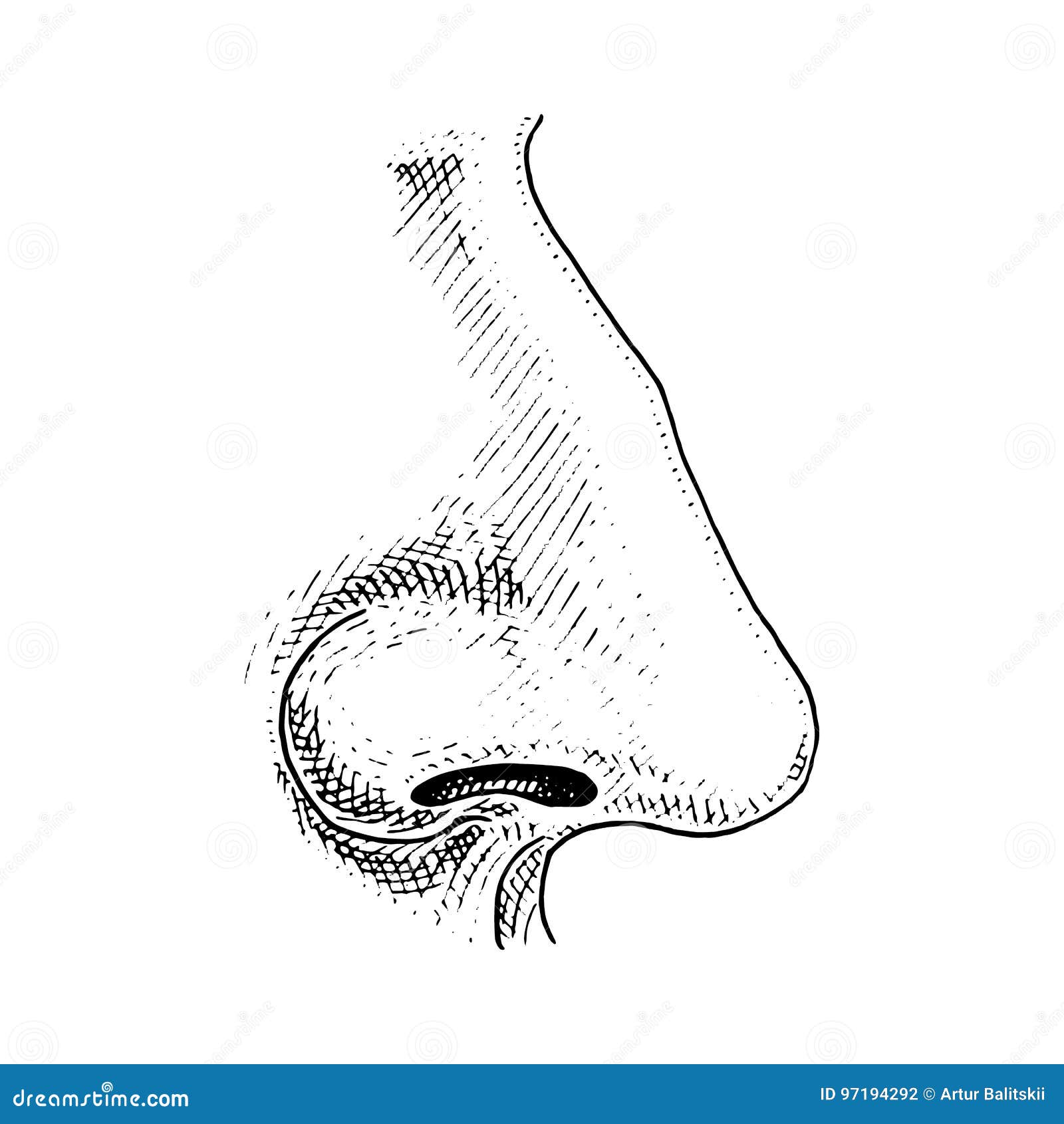 Proko  How to Draw a Nose  Anatomy and Structure