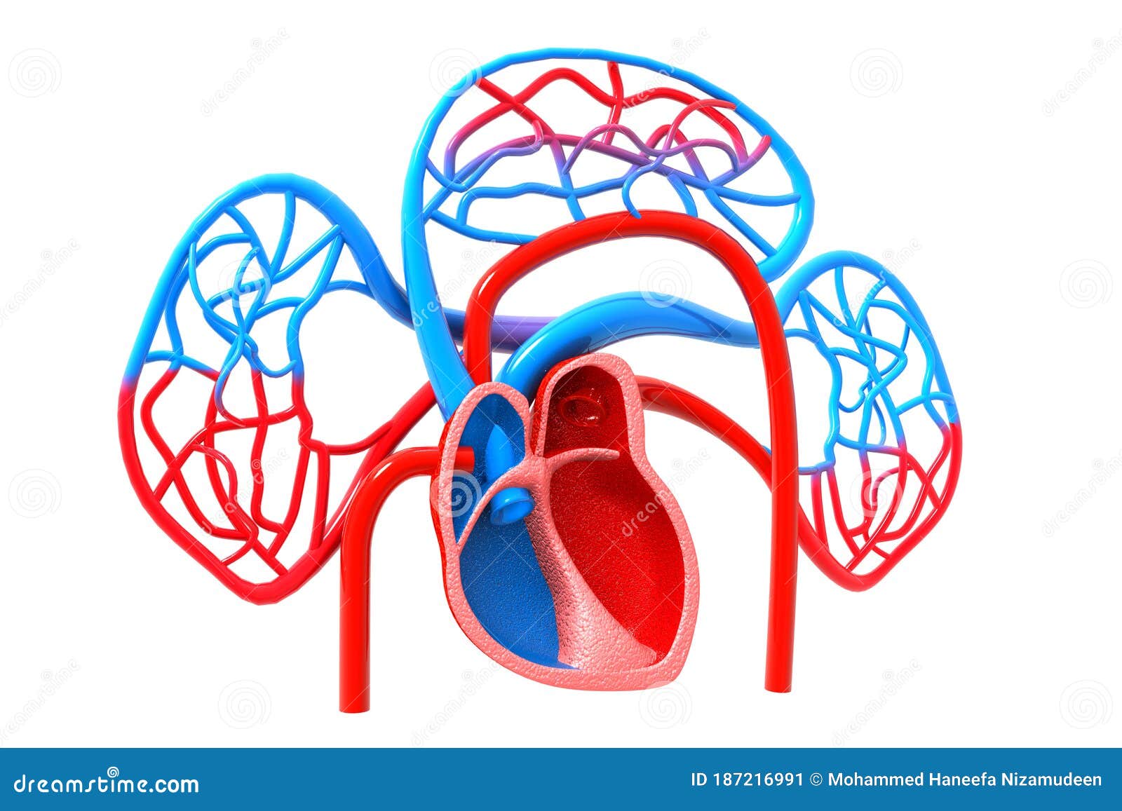 Blood Circulatory System Of Human Body Cartoon Vector | CartoonDealer