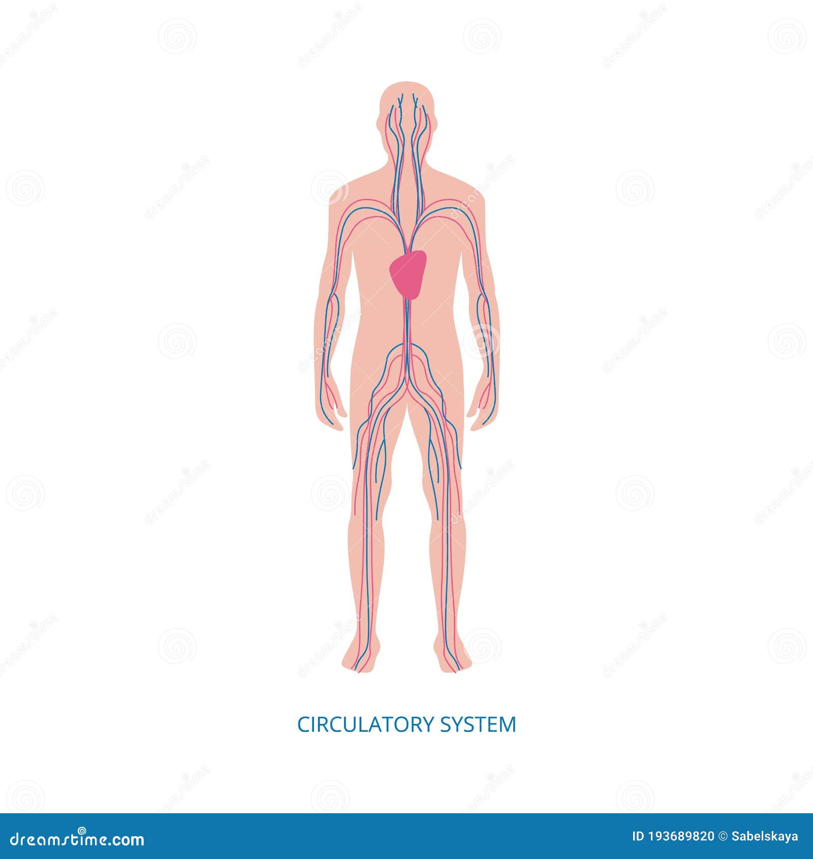Human Blood Circulatory System Medical Infographic Vector Illustration  Isolated. Stock Vector - Illustration of artery, anatomical: 193689820