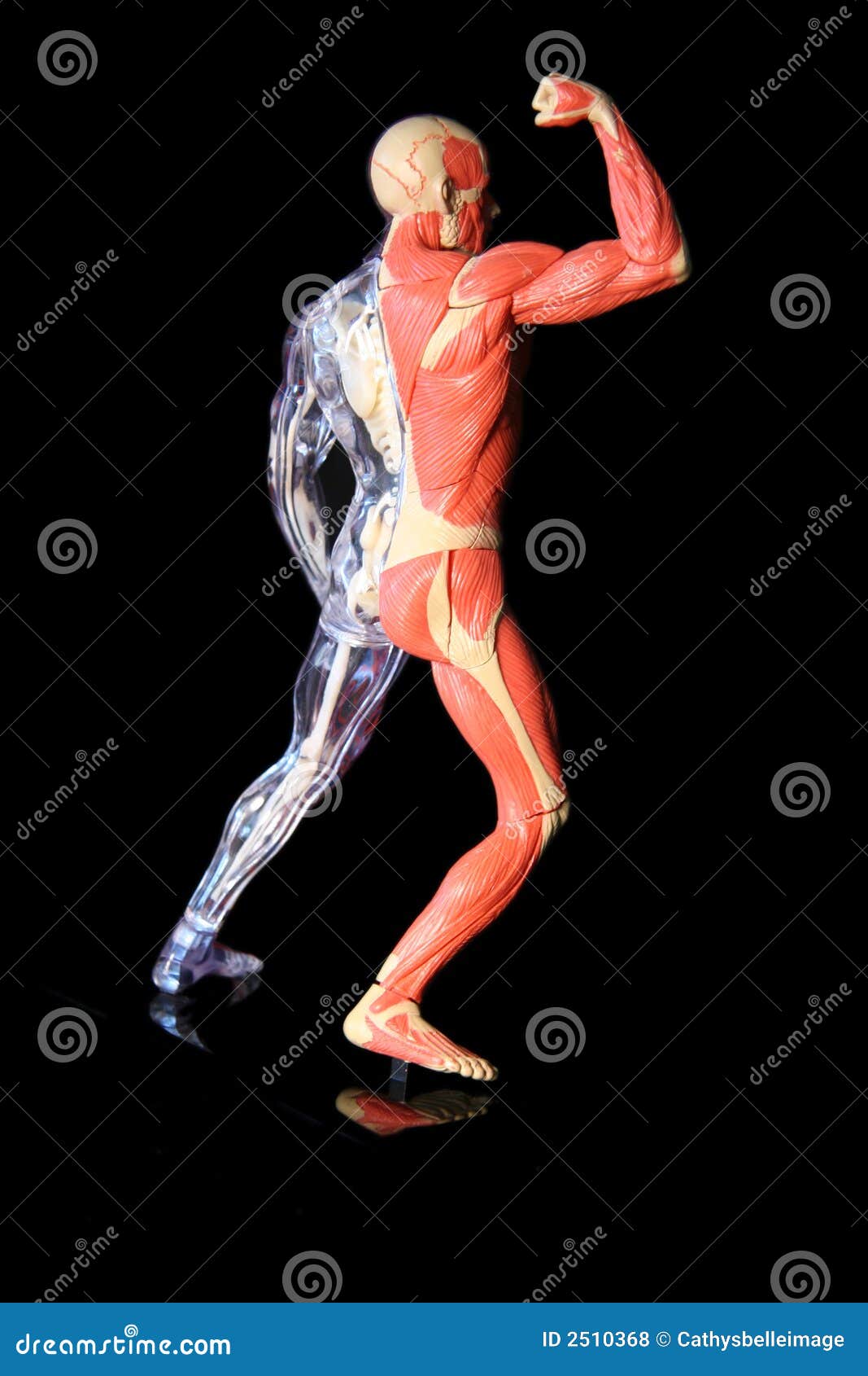 Human Body Royalty Free Stock Photos - Image: 2510368