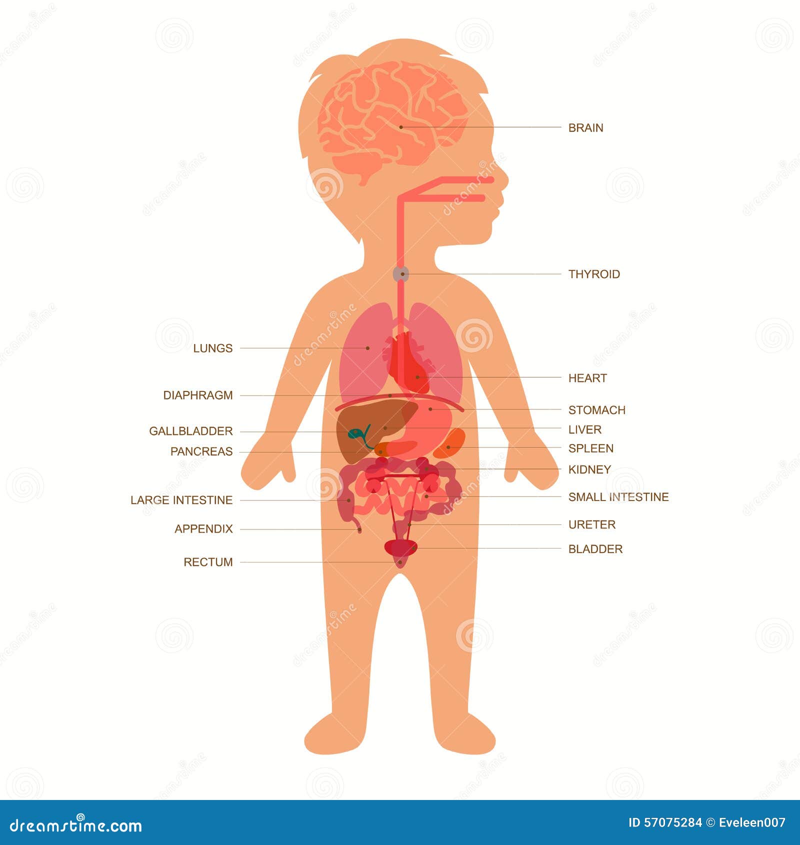 human body anatomy, child