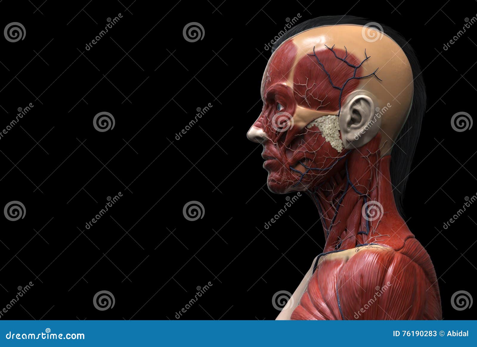 Human body anatomy of a female. Isolated human anatomy model of a female - muscle anatomy of the face and neck , medical image reference of human anatomy in realistic 3D rendering