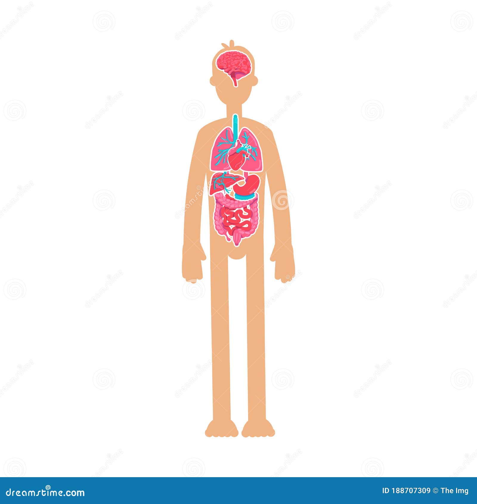 Human Body Anatomy Flat Color Vector Faceless Character Stock Vector -  Illustration of brain, digestive: 188707309