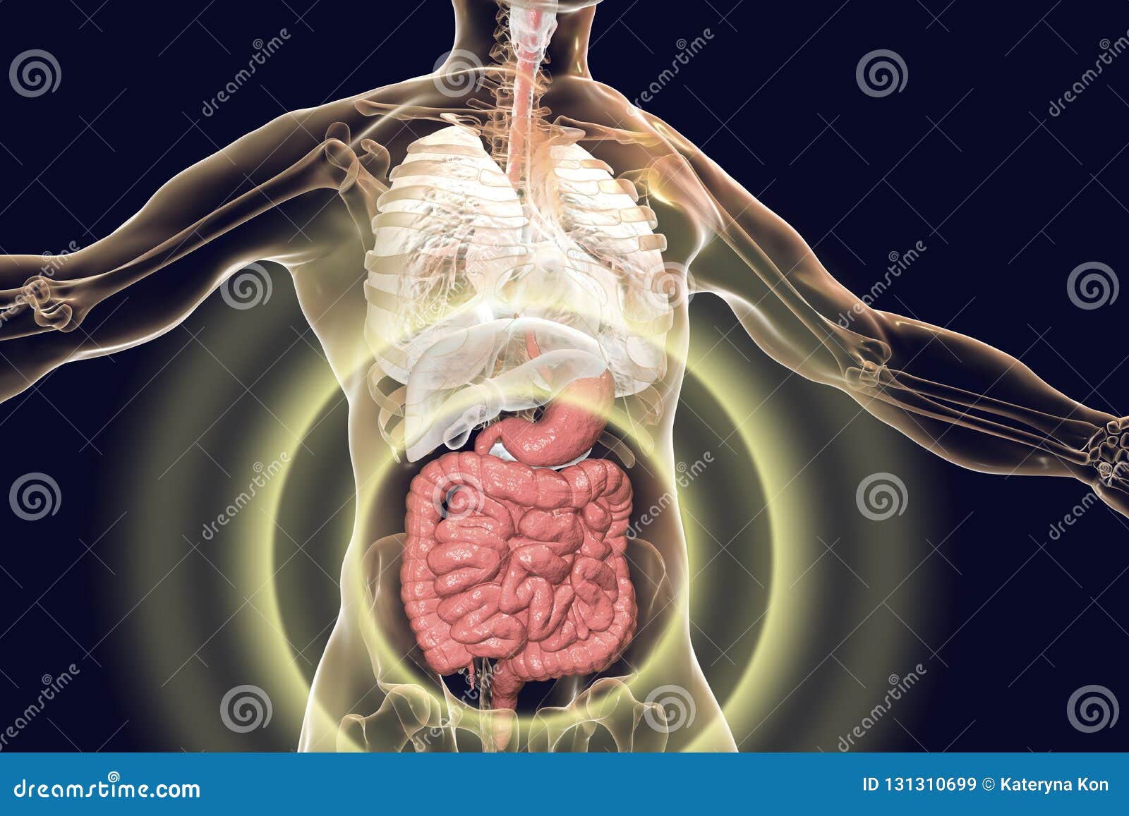 Human Body Anatomy with Highlighted Digestive System Stock Illustration Biology Diagrams