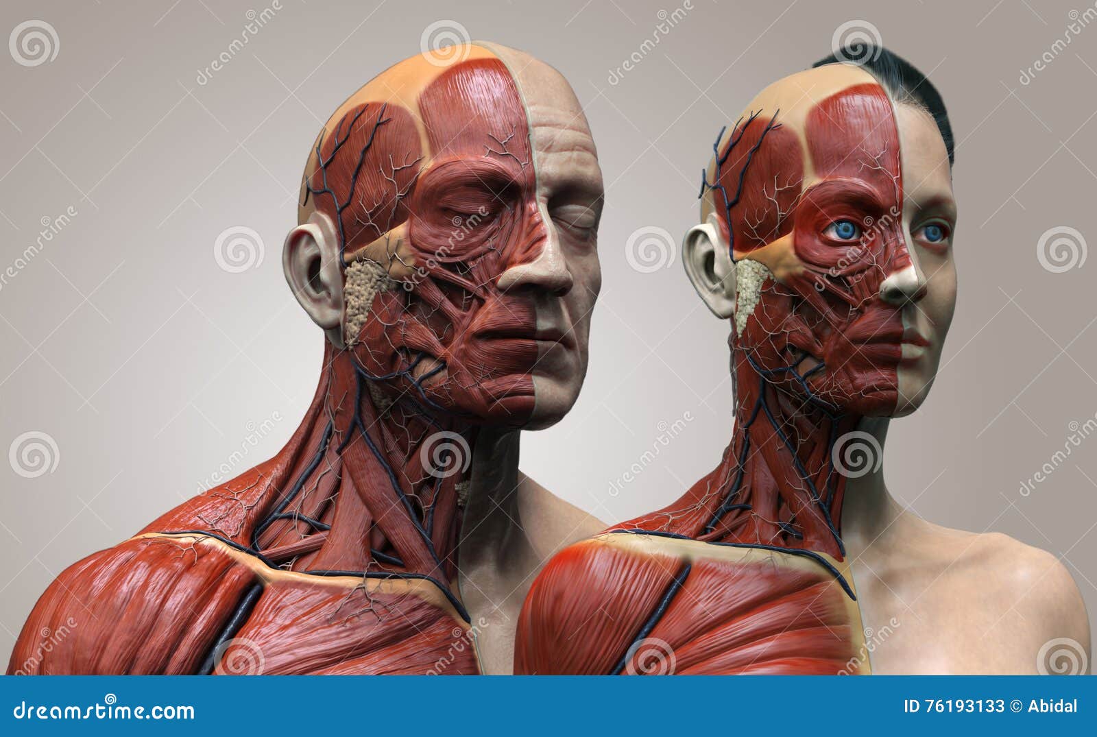 Human Body Anatomy Male And Female Stock Illustration - Illustration of