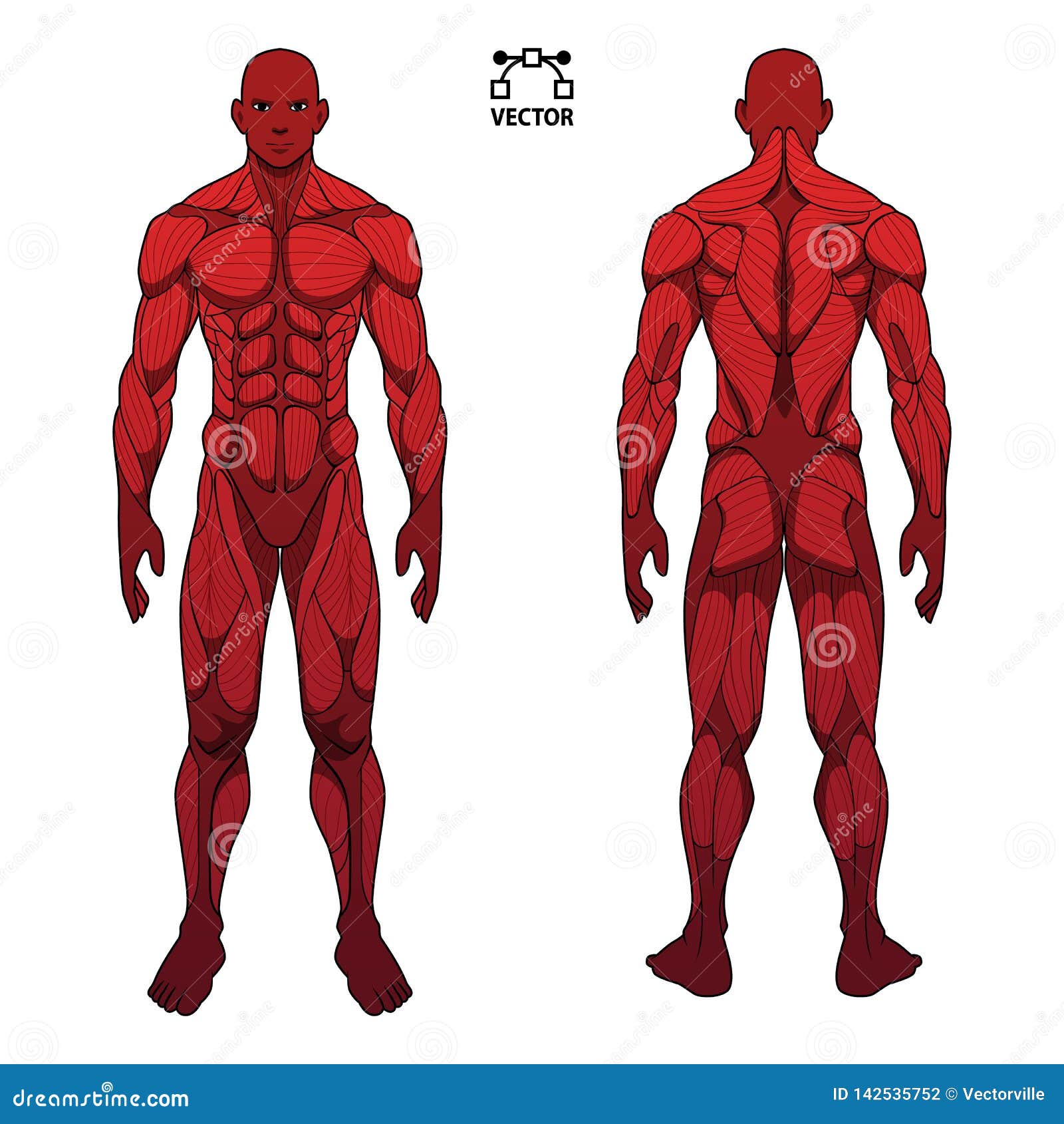 Human Body Anatomy Male Man , Front And Back Muscular System Of Muscles . Flat Medical Scheme ...