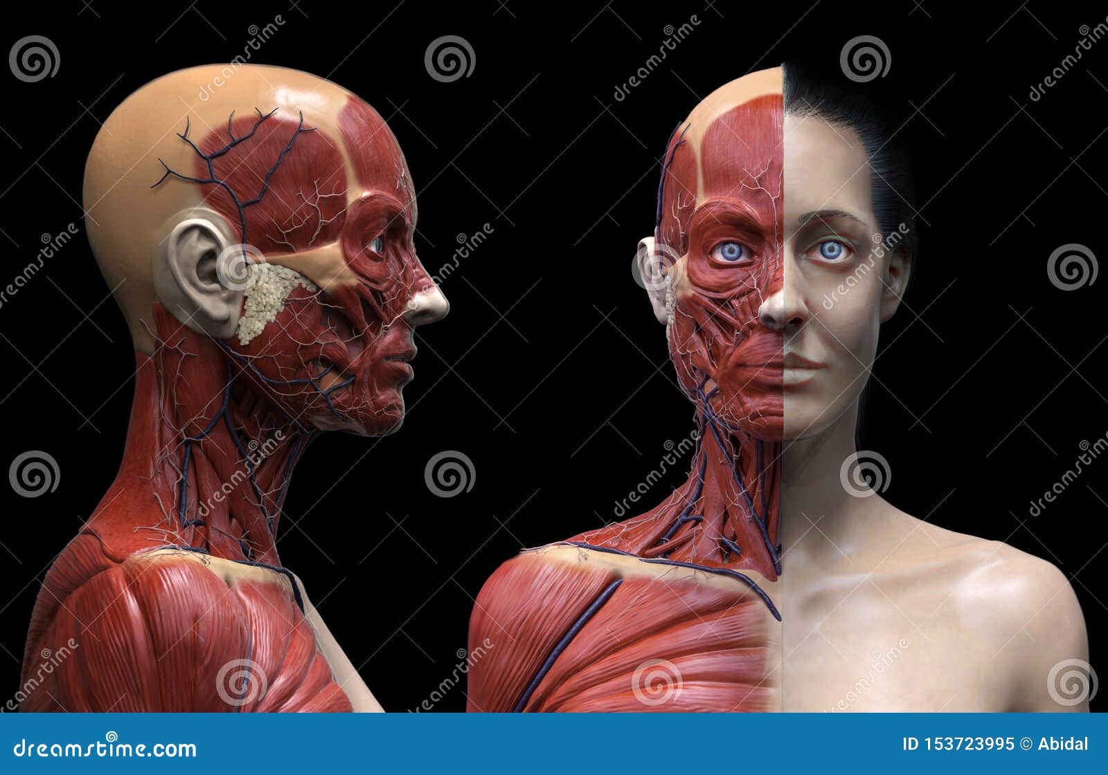 Human Body Anatomy Muscles Structure Of A Female Stock Illustration
