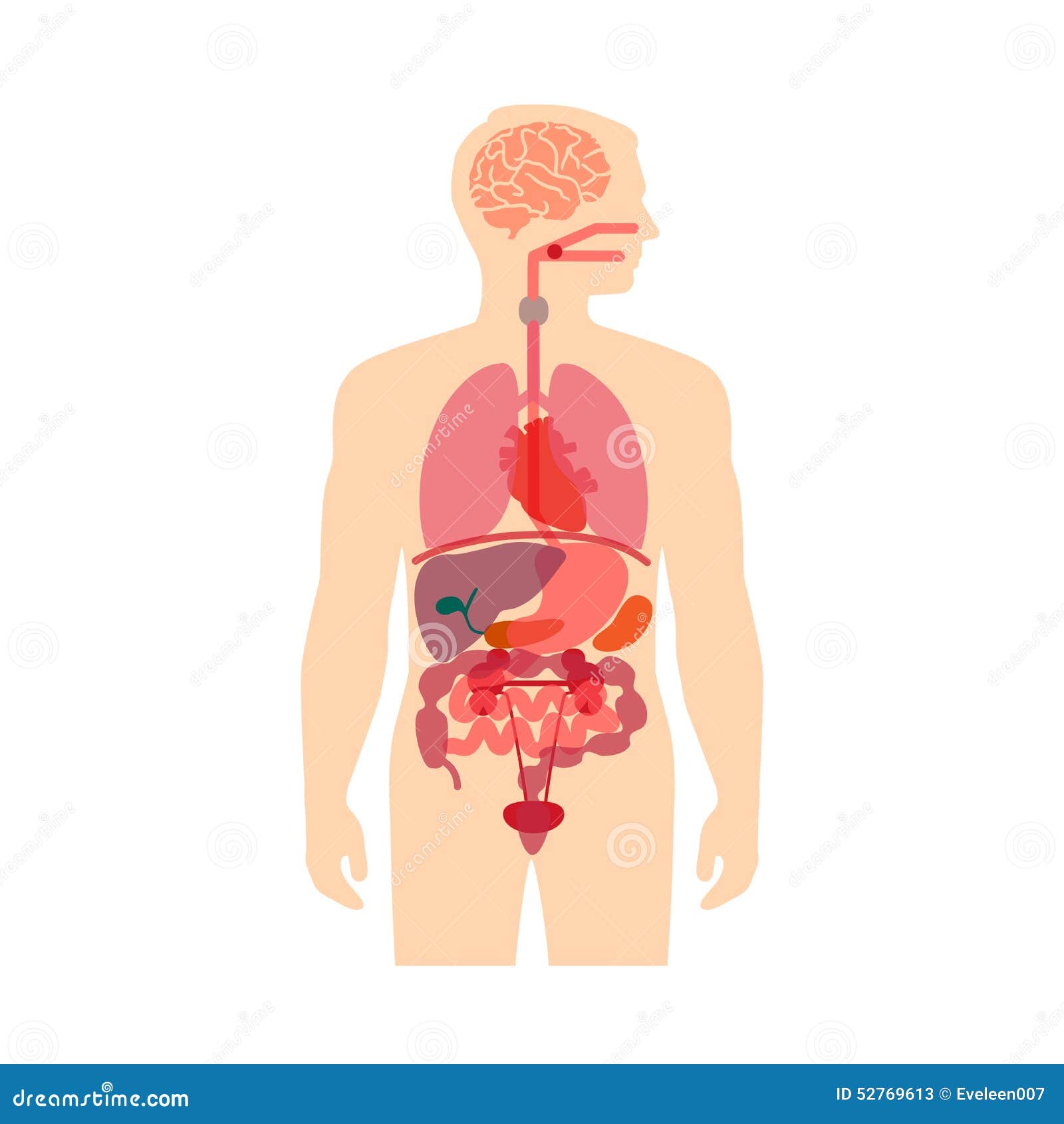 Human body anatomy stock vector. Illustration of human - 52769613
