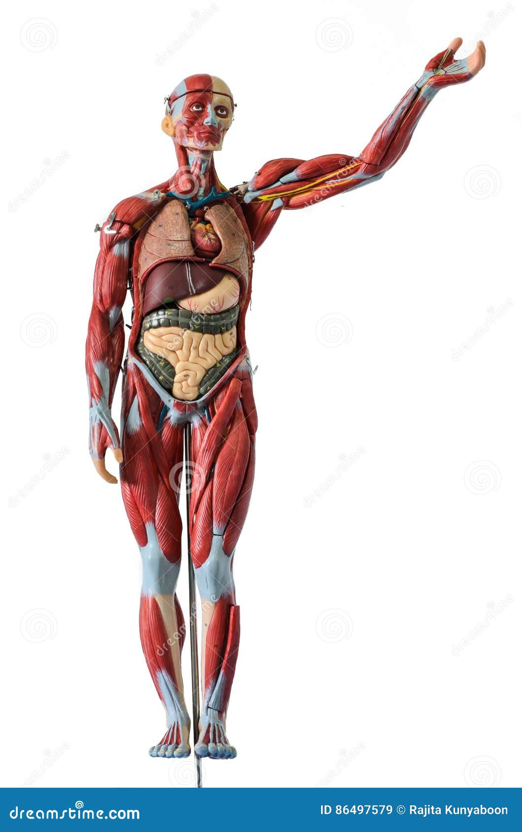 Human Body 3d Model Without Skin With Muscular System Over On Background. Anatomical Structure