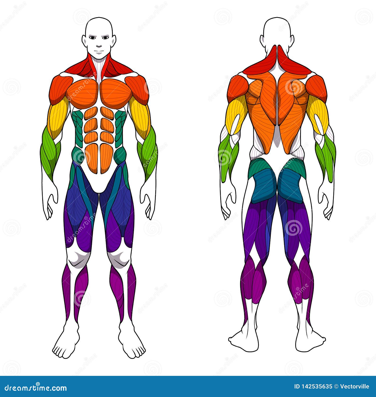 Human Body Anatomy Workout, Front And Back Muscular System ...