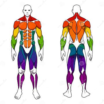 Human Body Anatomy Workout, Front and Back Muscular System of Muscle ...