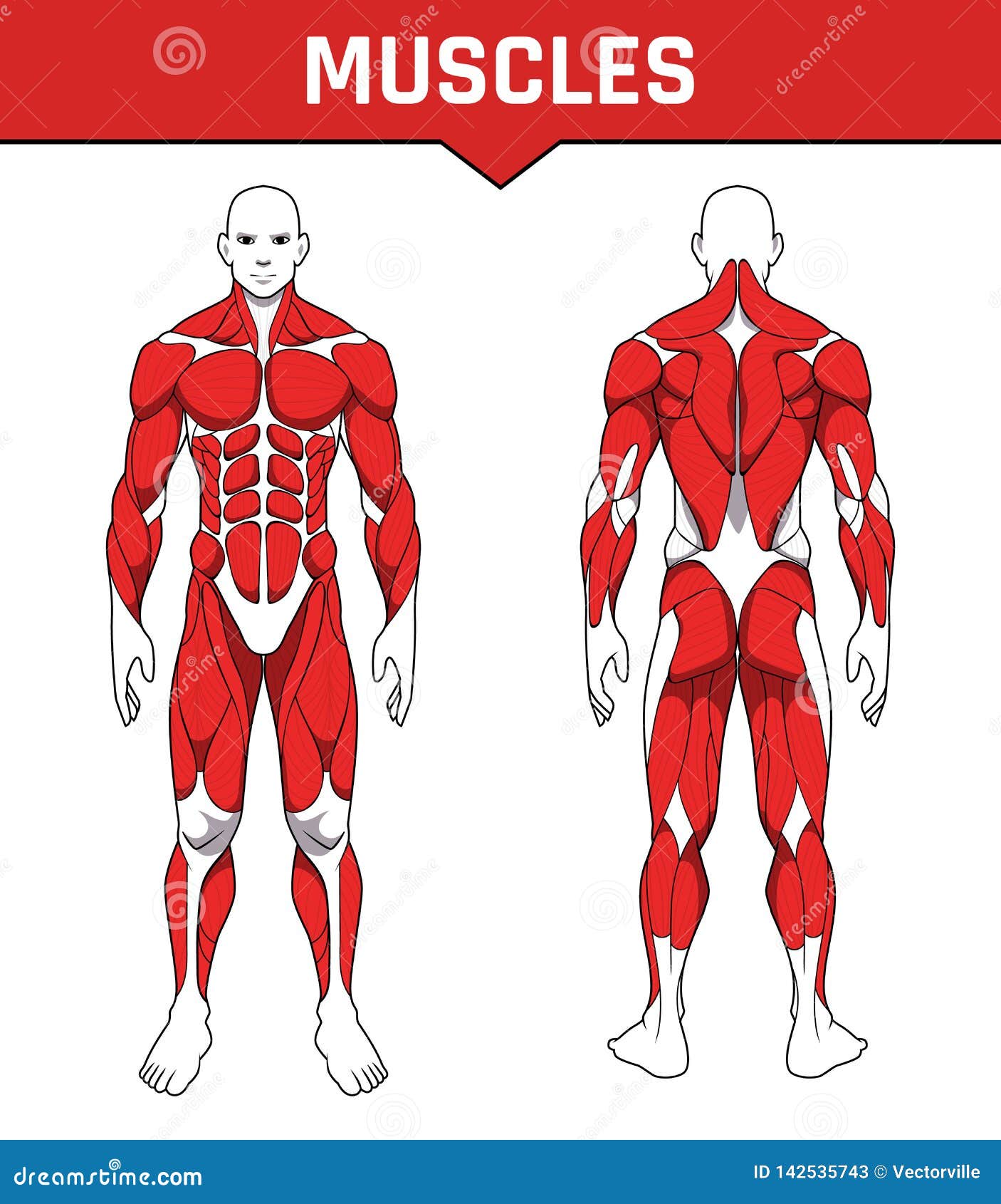 Human Body Anatomy Workout, Front and Back Muscular System of Muscle Groups  Parts . Flat Medical Scheme Poster of Training Healthc Stock Vector -  Illustration of dashboard, human: 142535743
