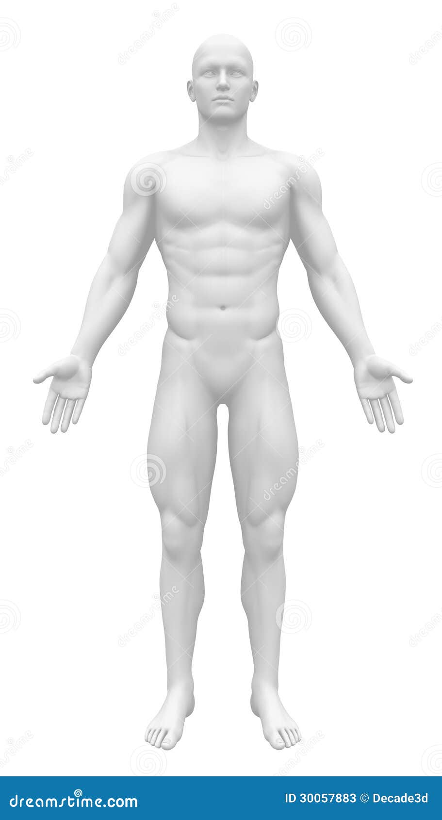 blank anatomy figure - front view