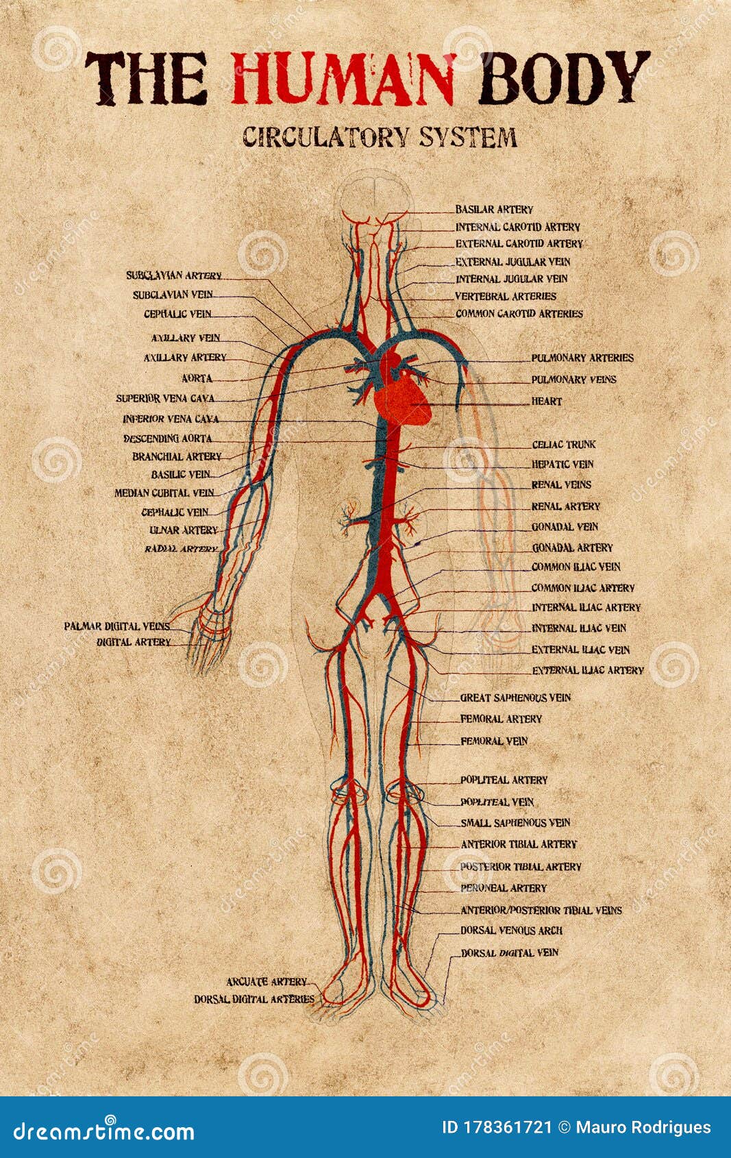 human body circulatory system
