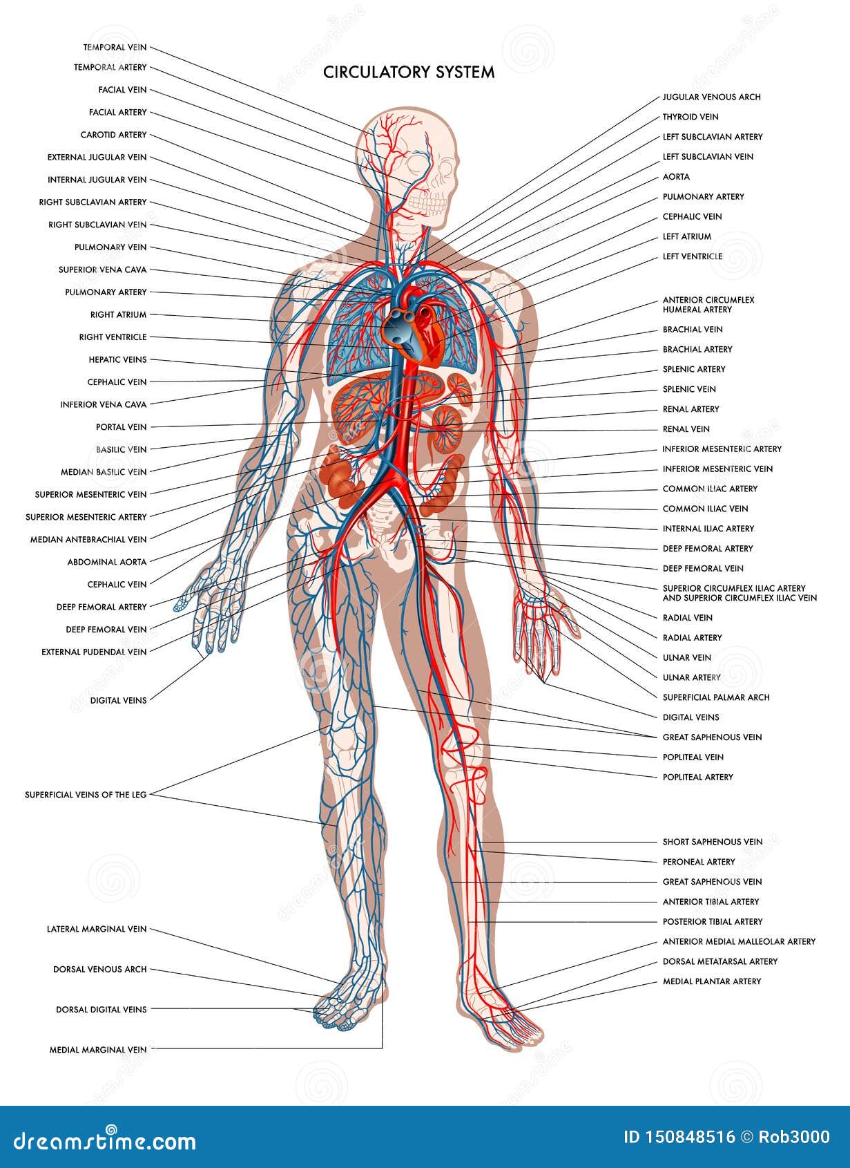 Human Body Circulatory System Stock Vector Illustration Of Human