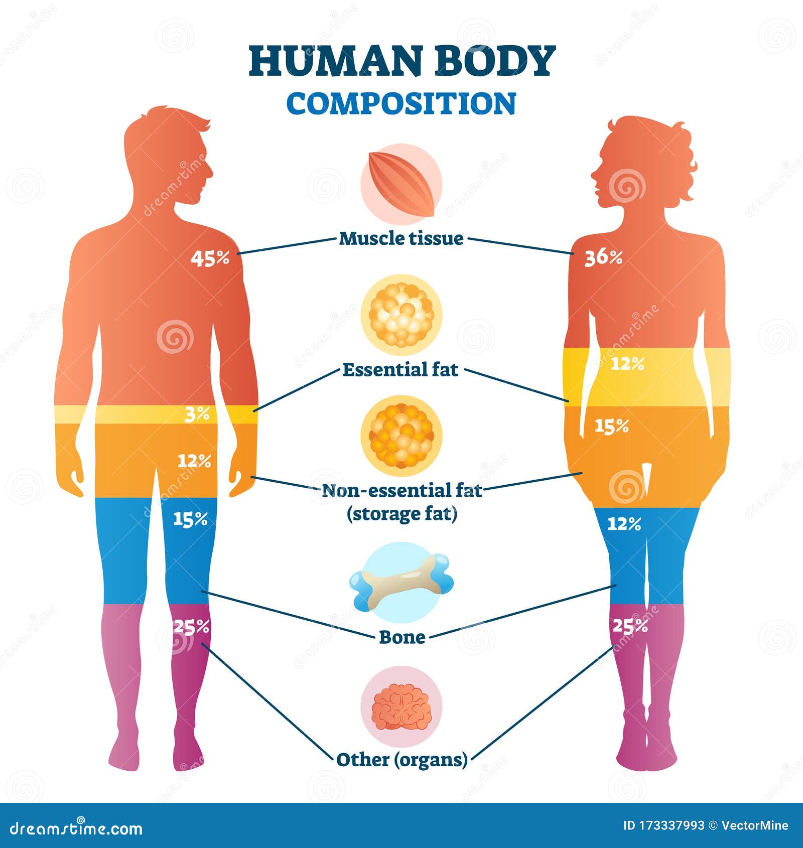 human body composition infographic,   diagram