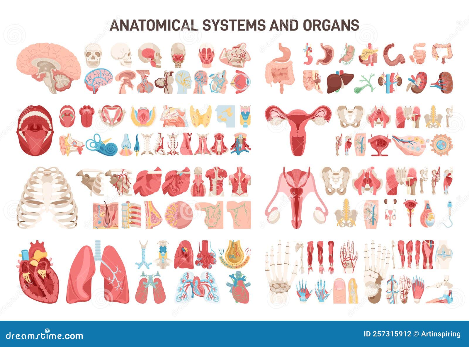 Human Body Different Anatomical Systems Organs and Structures. Stock ...