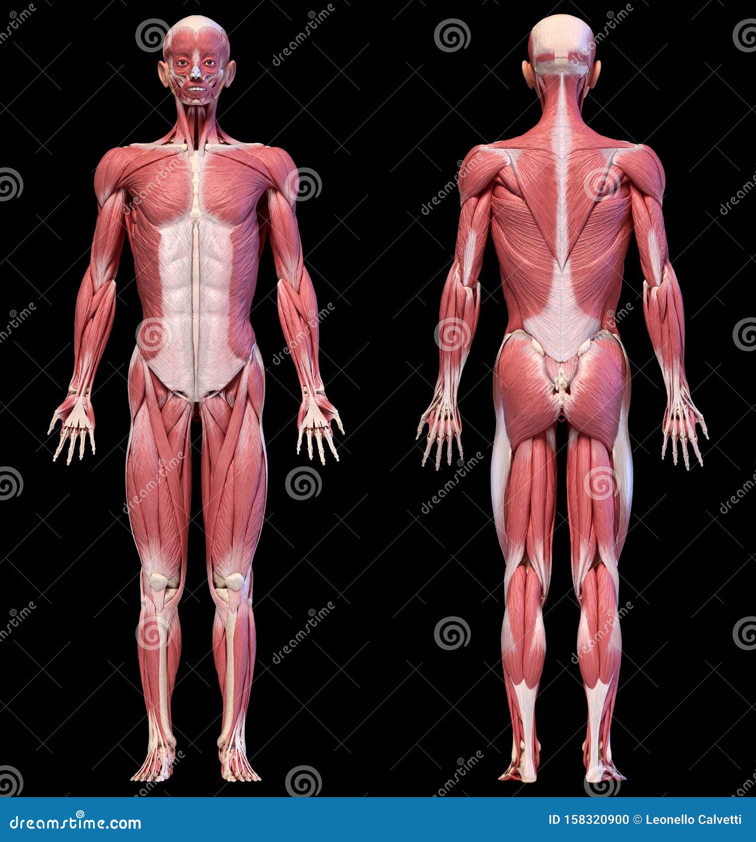 Human Body, Full Figure Male Muscular System, Front and Back Views